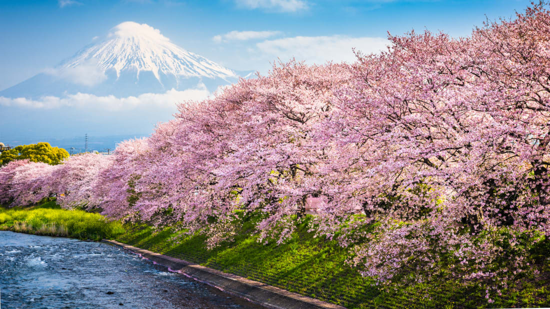 10 Amazing Facts About Cherry Blossoms | Mental Floss