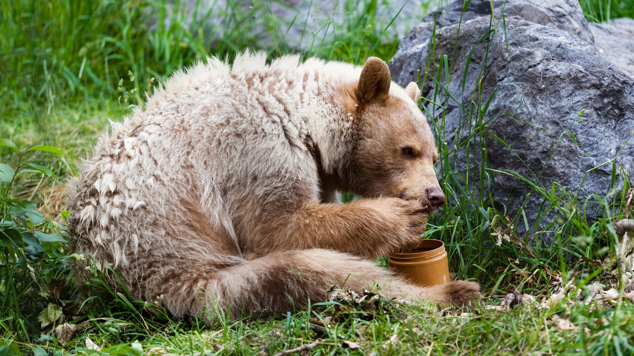 How Much Do You Really Know About Bears? | Mental Floss