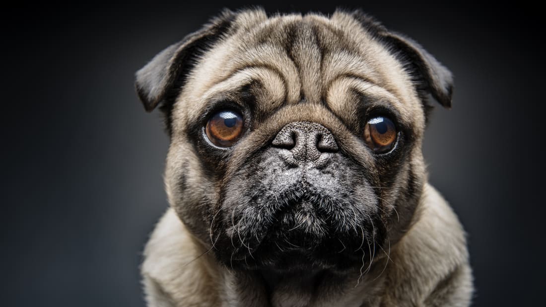 pug breeds list