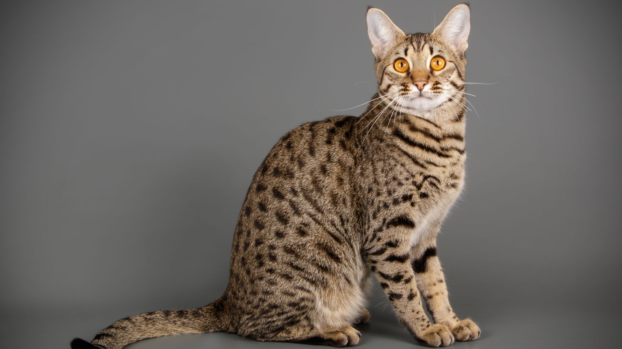 The Most Expensive Dog and Cat Breeds