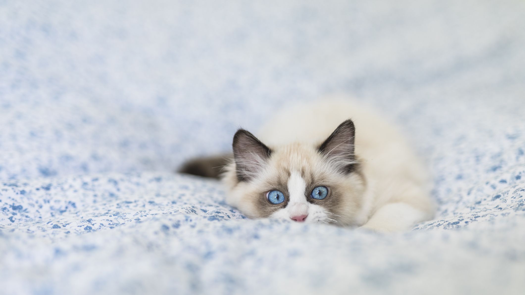 7 Facts About Ragdoll Cats | Mental Floss