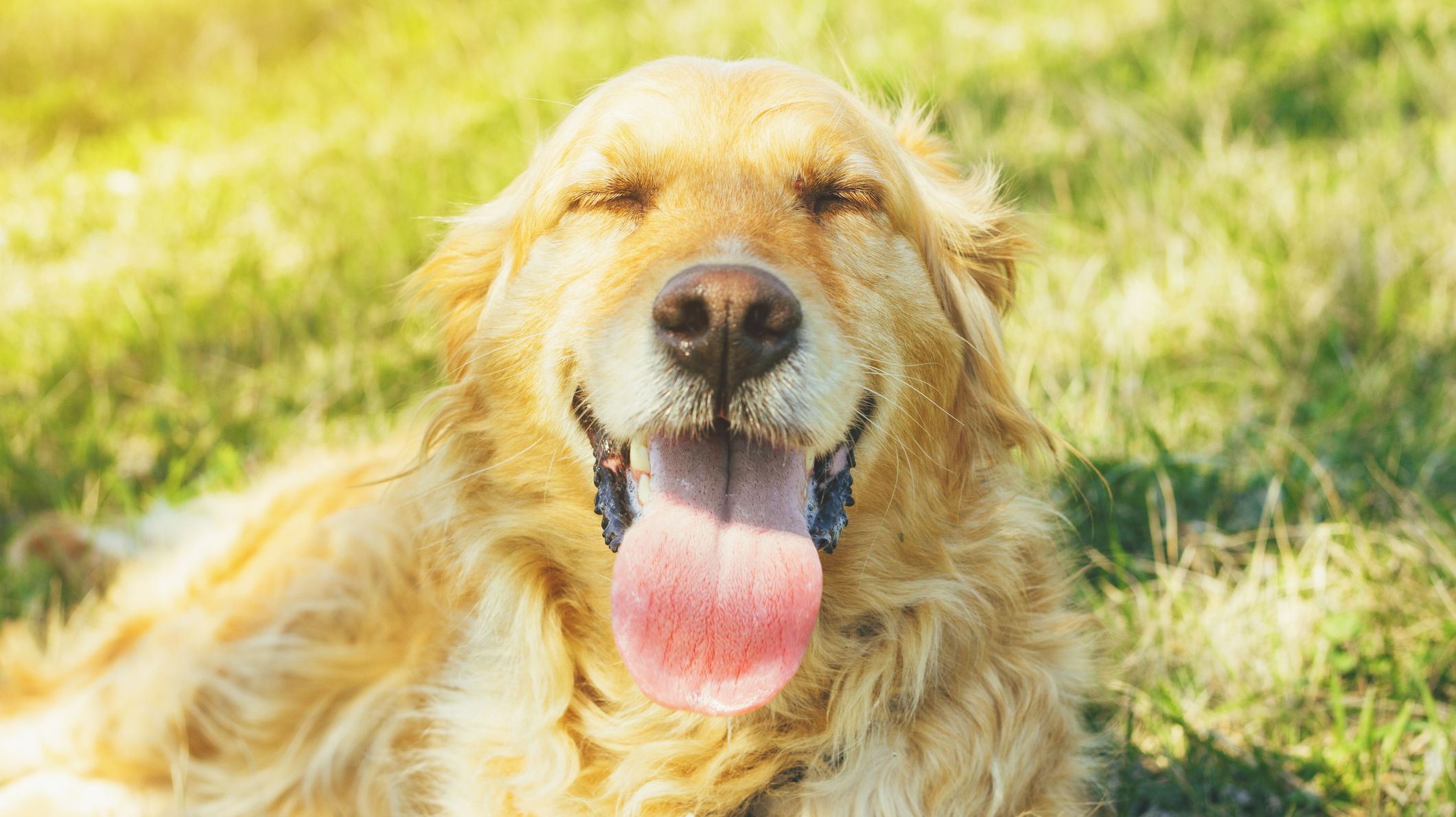 Dog continuously panting Sale