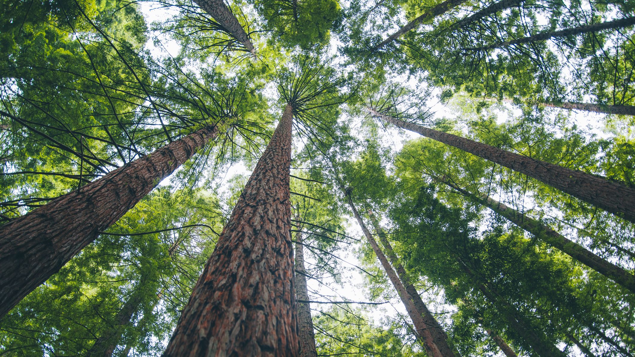 How Trees Secretly Talk to and Share With Each Other Mental Floss