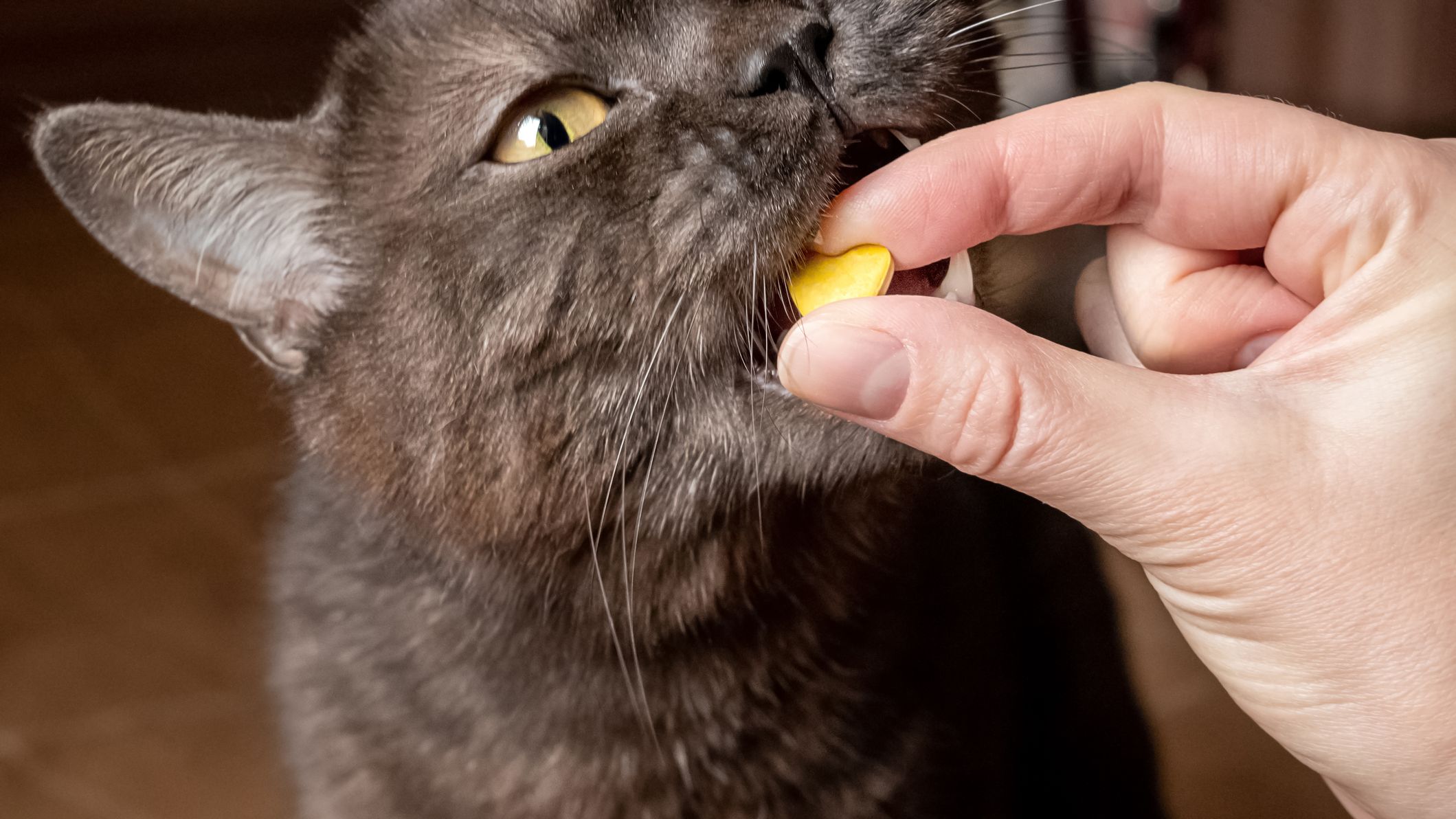 Котенок с таблетками