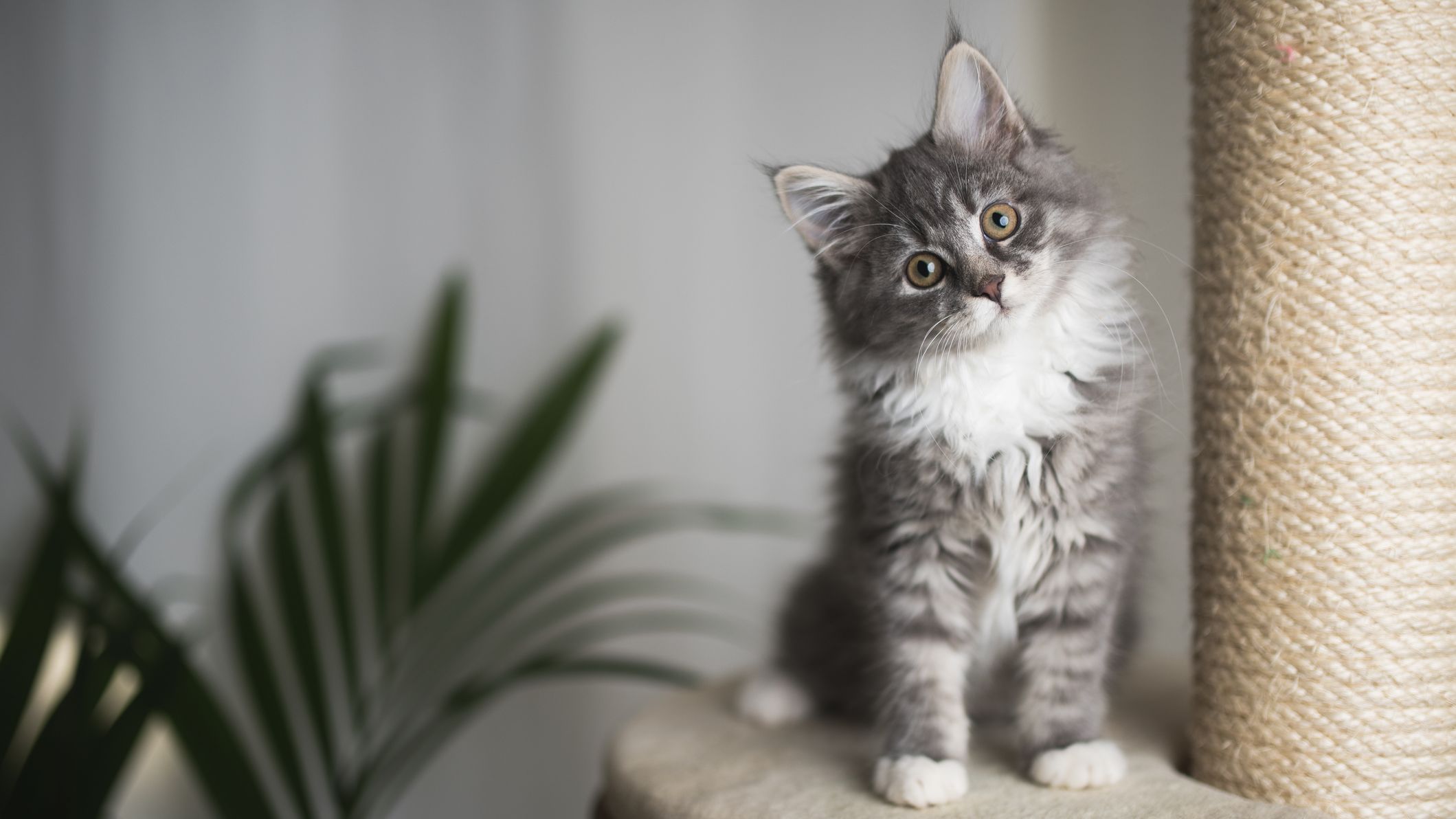 13 Cat Essentials For National Kitten Day Mental Floss