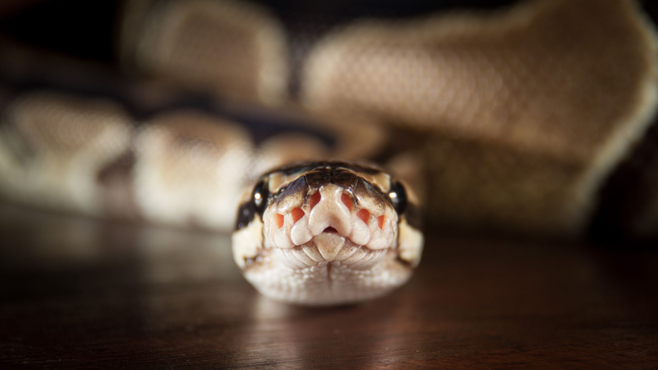 5 Animals That Might Show Up In Your Toilet To Terrify You