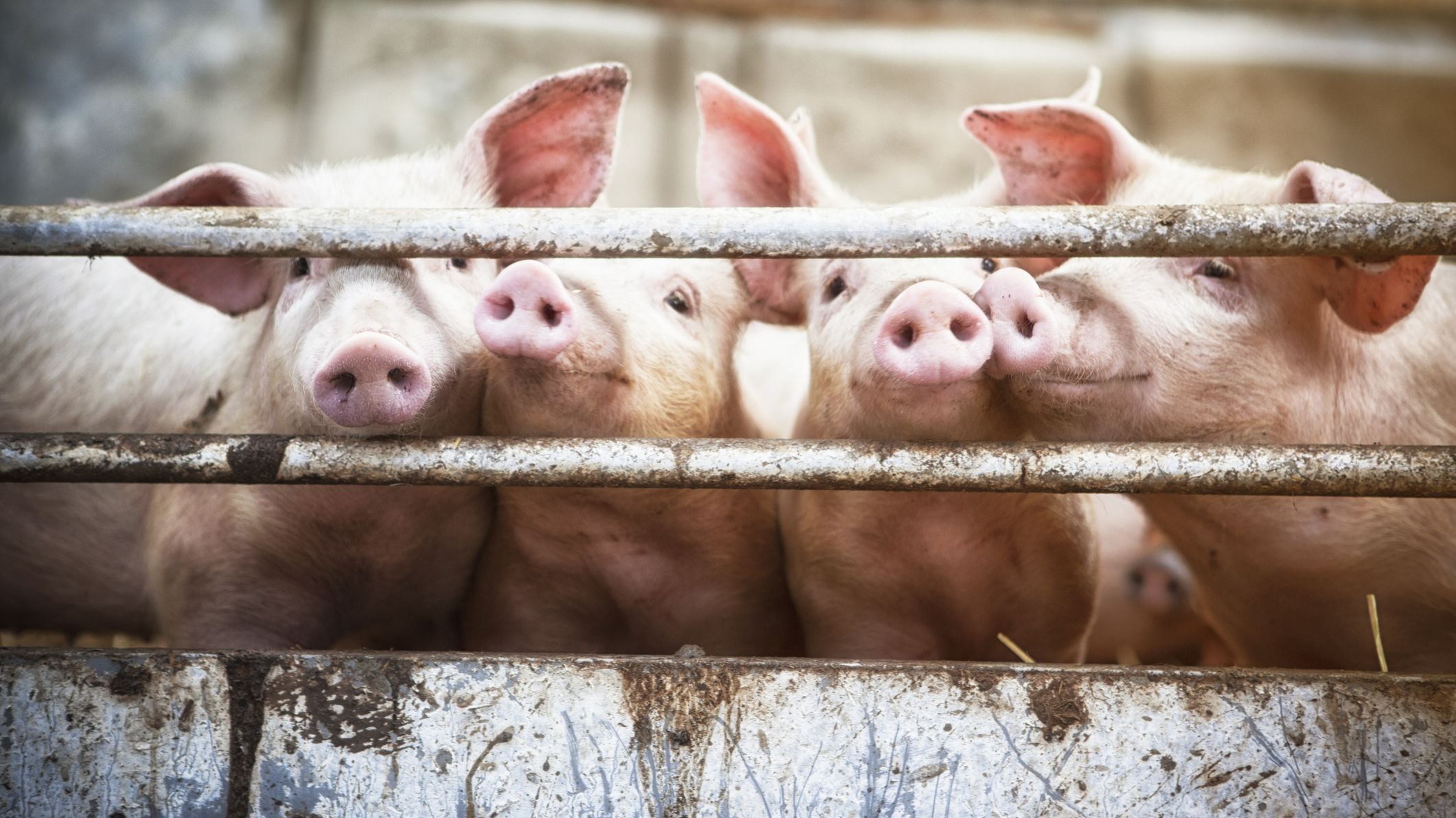 11 Things You Might Not Know About Pigs Mental Floss 11 Things You Might Not Know About Pigs Mental Floss
