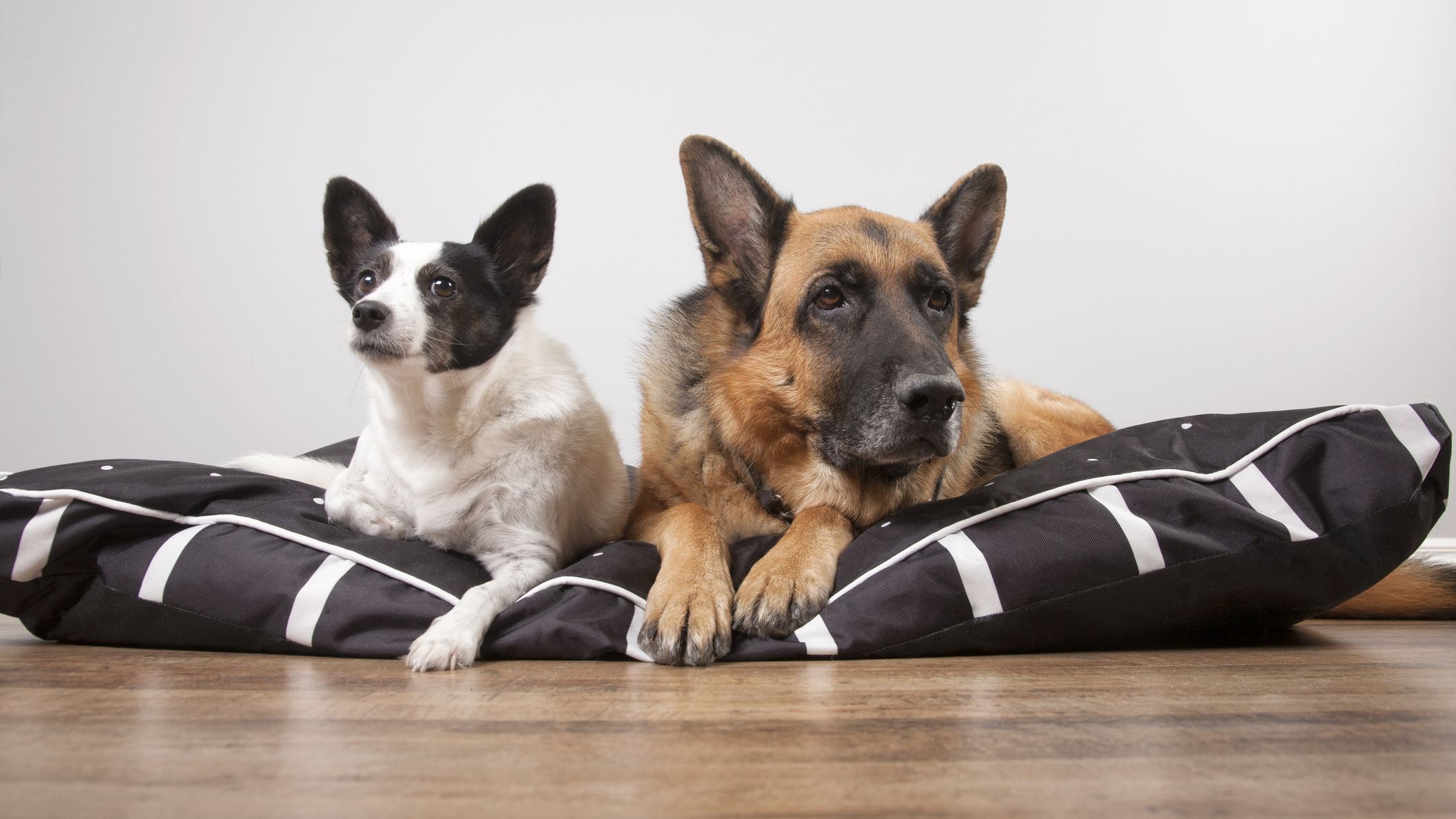 big dog breeds that live the longest