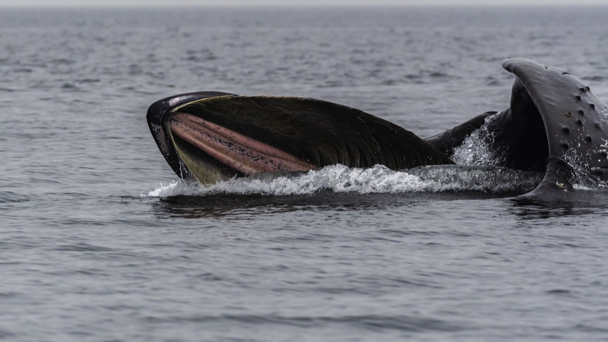 Humpback Whales in Canada Get Fish to Swim Right Into Their Mouths Mental Floss