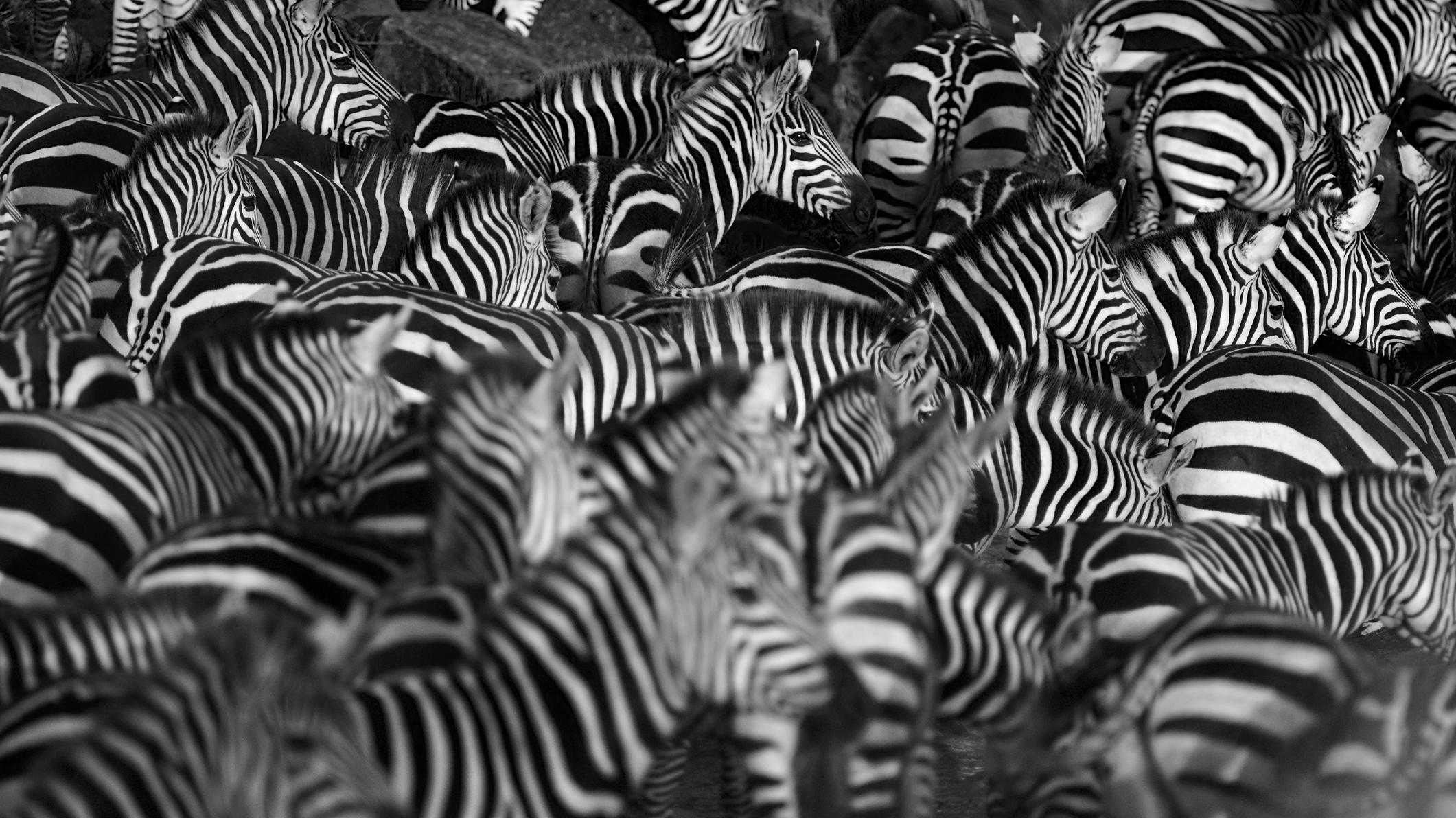 Guess The Animal Based On Its Pattern Mental Floss
