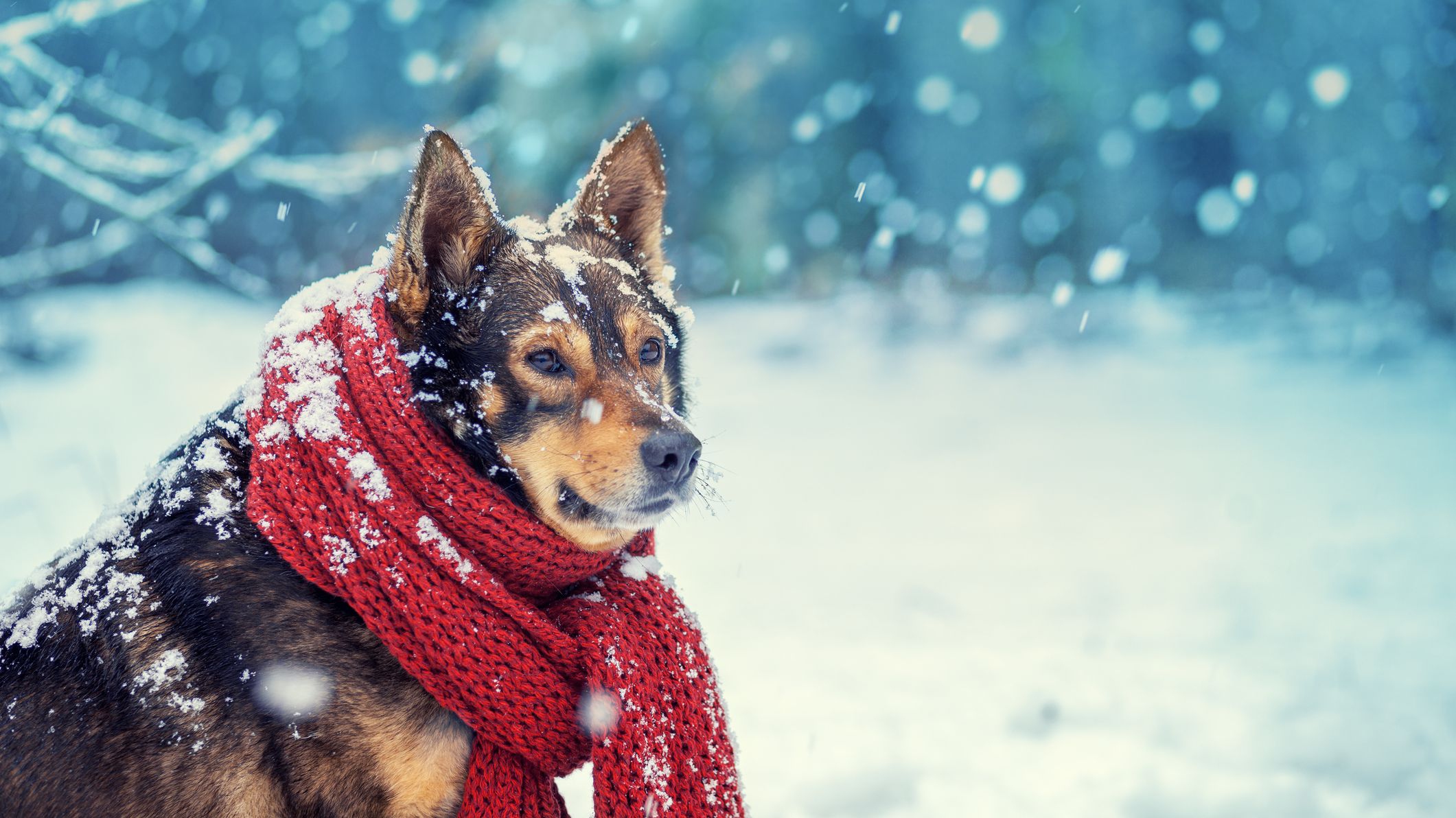 Handy Chart Tells You When it's Too Cold to Walk Your Dog Mental Floss