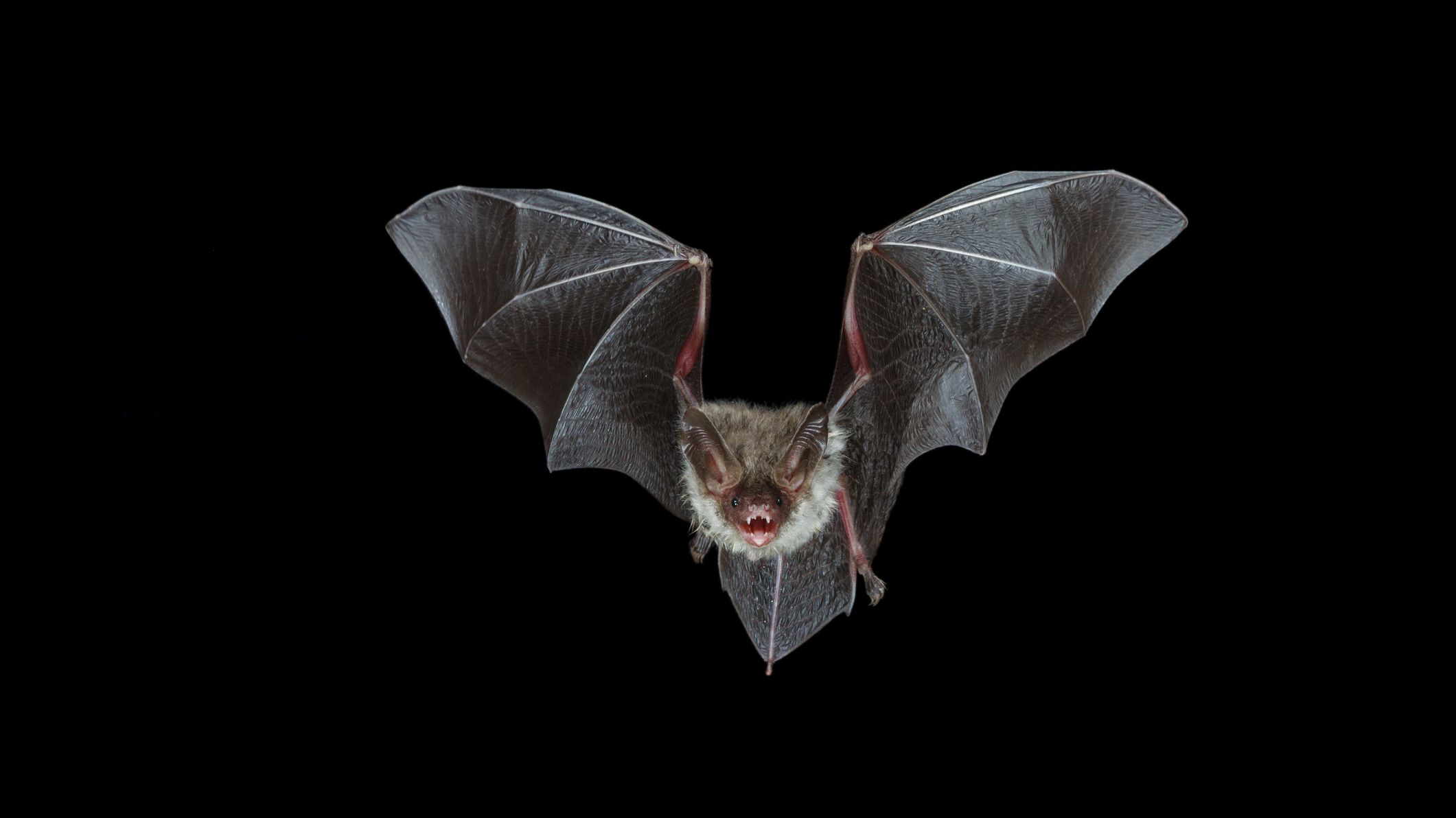 7 Myths About Bats Mental Floss 7 Myths About Bats Mental Floss