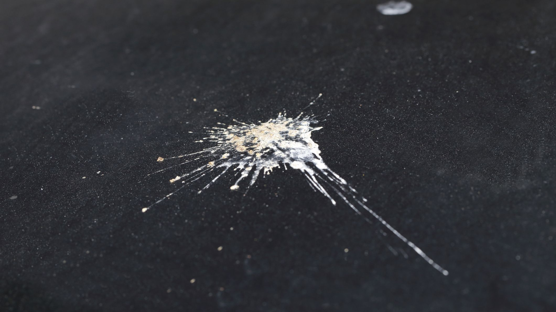 Why Is Bird Poop White? Mental Floss