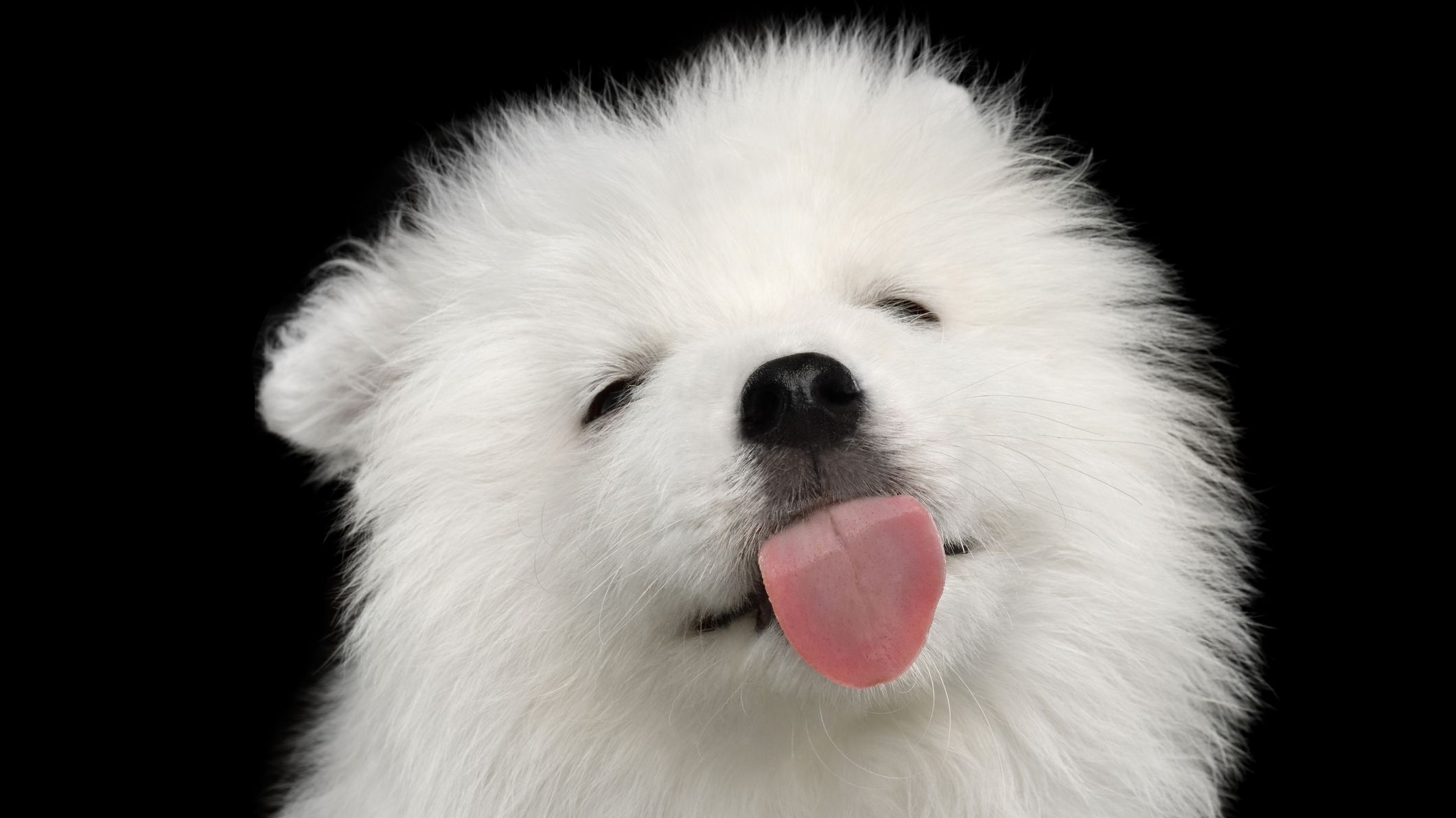 Surprising Answers For 15 Questions About Your Dog Mental Floss