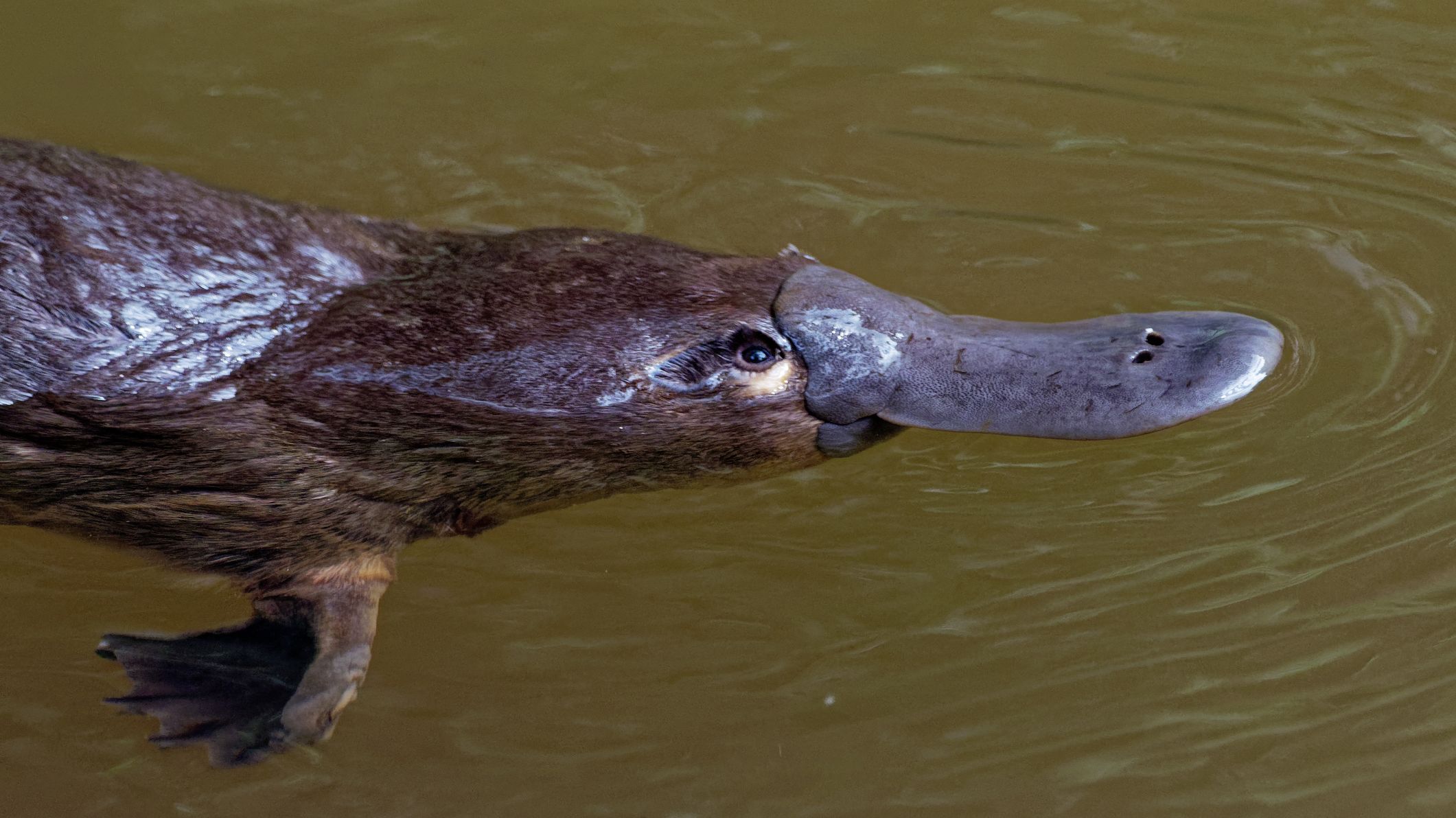 platypus in zoo