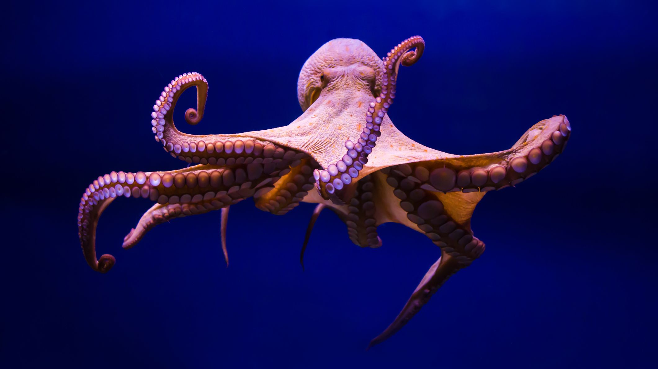 how-do-you-say-the-plural-form-of-octopus-mental-floss