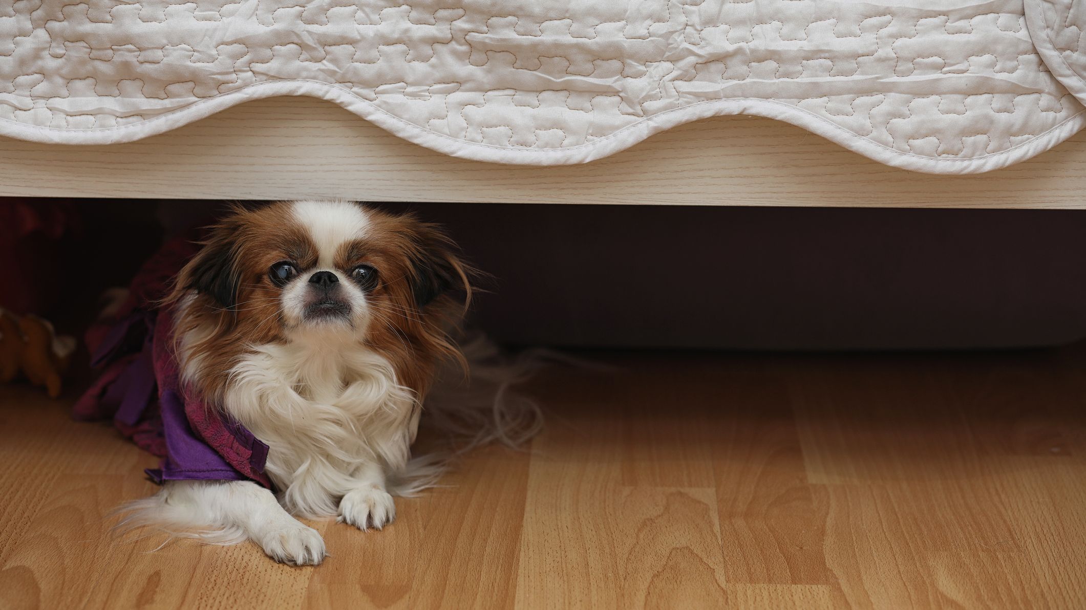 Почему собака прячется. Собака под кроватью. Собачка под кроватью. Щеночек прячется. Собака прячется под кровать.
