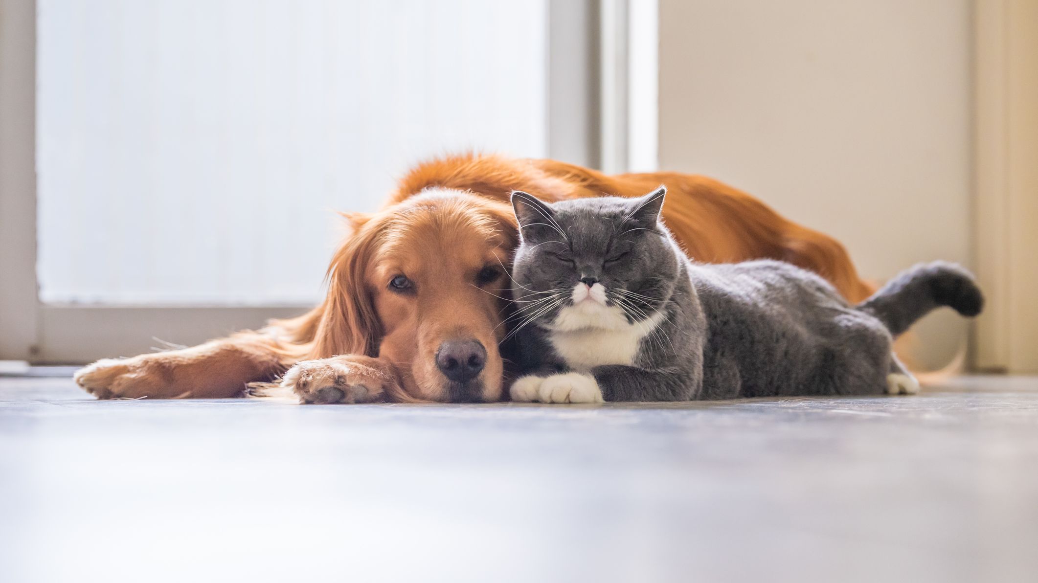 'Cat' and 'Dog' Vocabulary Quiz | Mental Floss