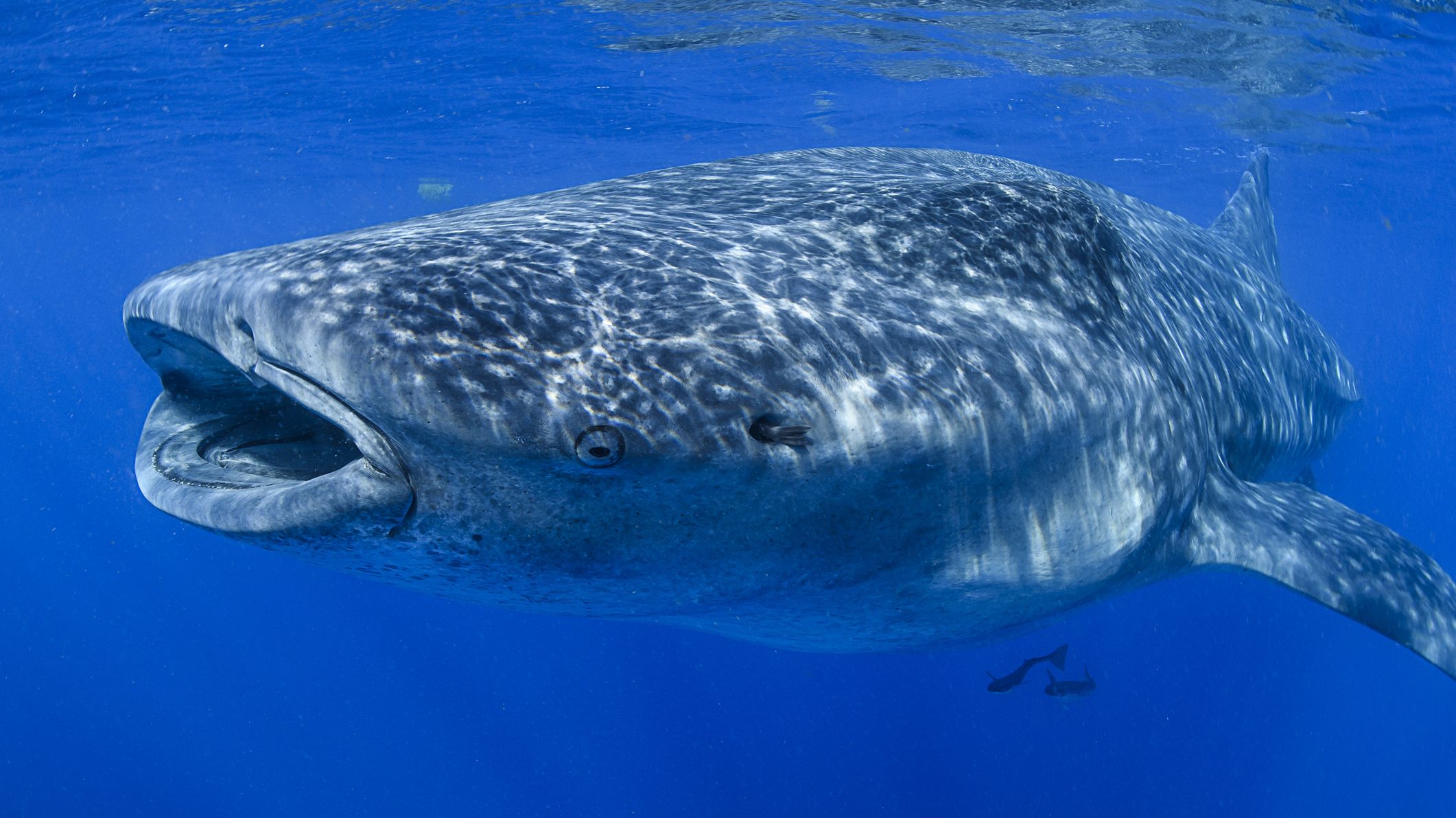 Whale Sharks Can Live for More Than a Century, Study Finds Mental Floss