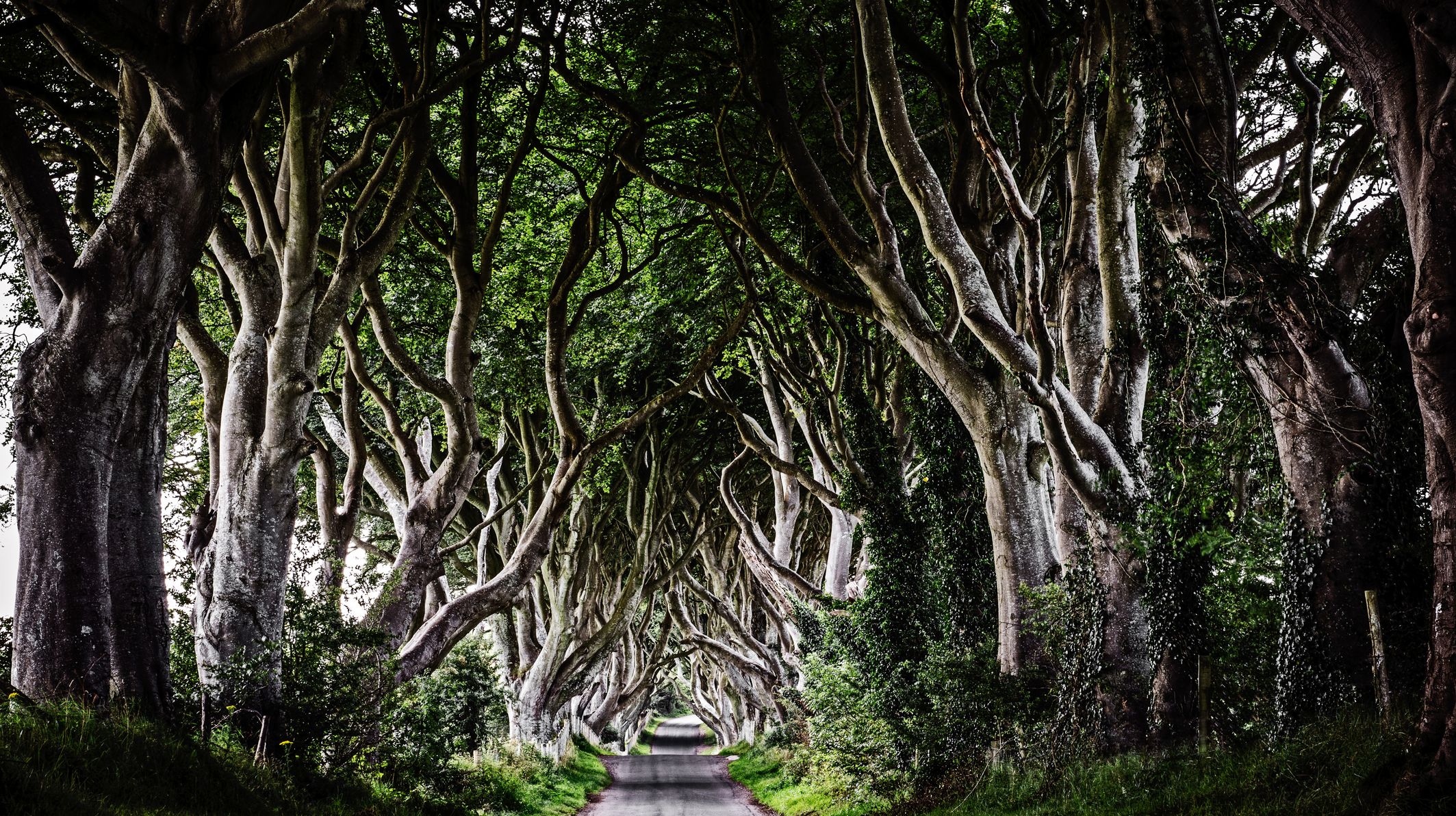 Interesting Trees Around The World Mental Floss Interesting Trees Around The World Mental Floss