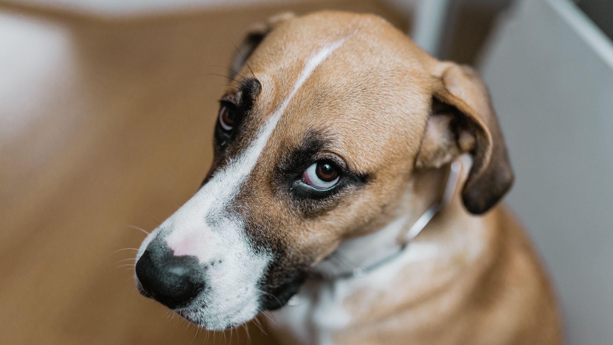 Ohio Bill Aims to Make Animal Cruelty a Felony