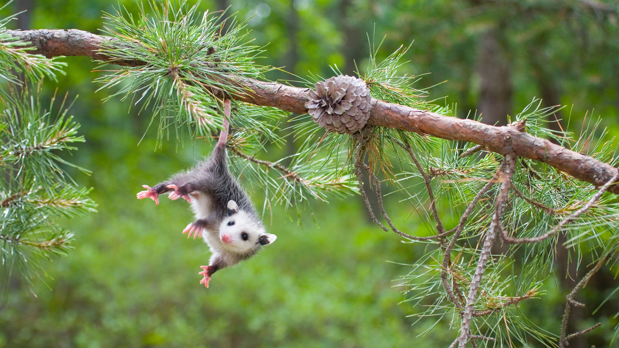 large stuffed possum