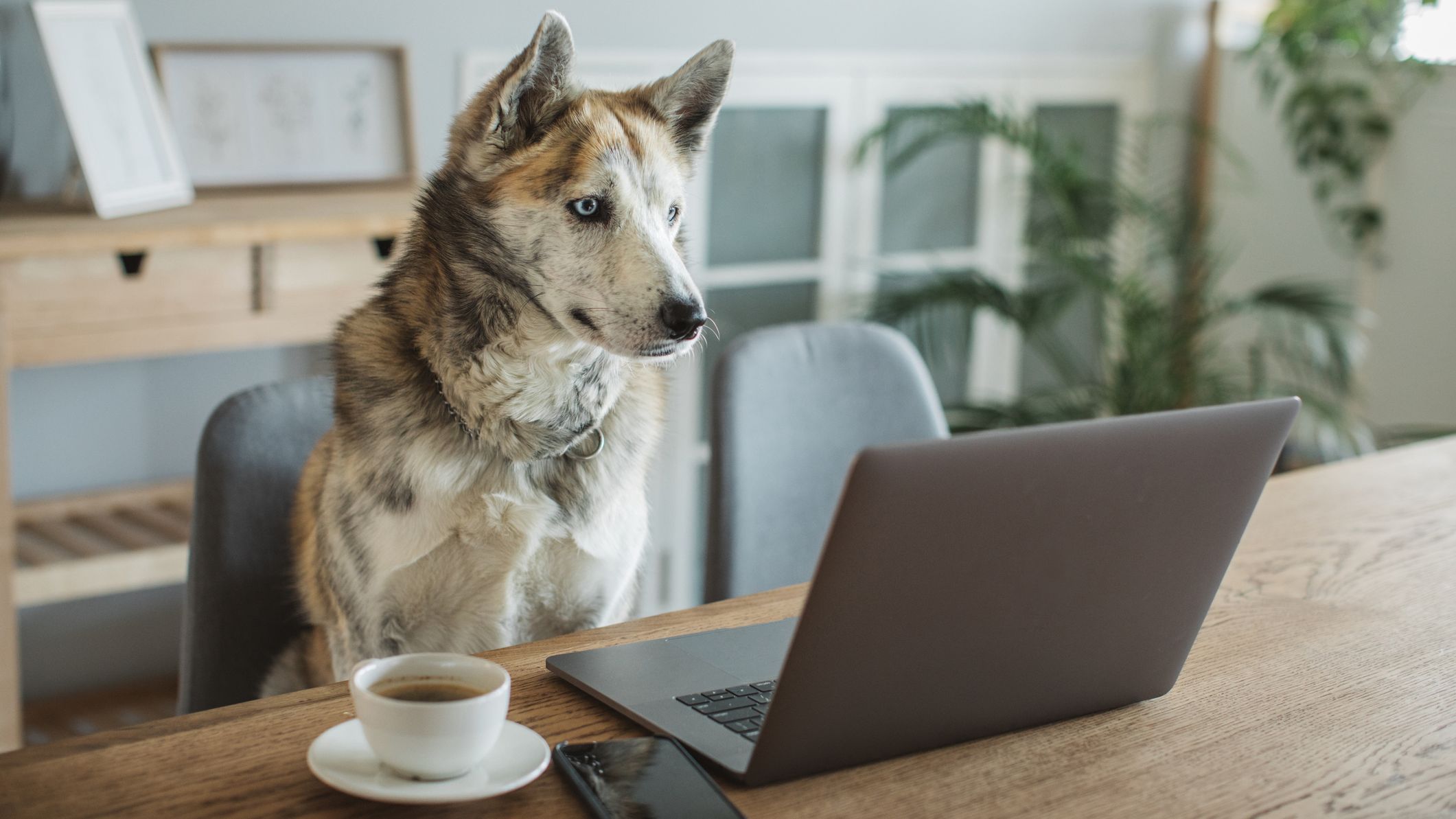 Why Coffee Is Bad for Dogs