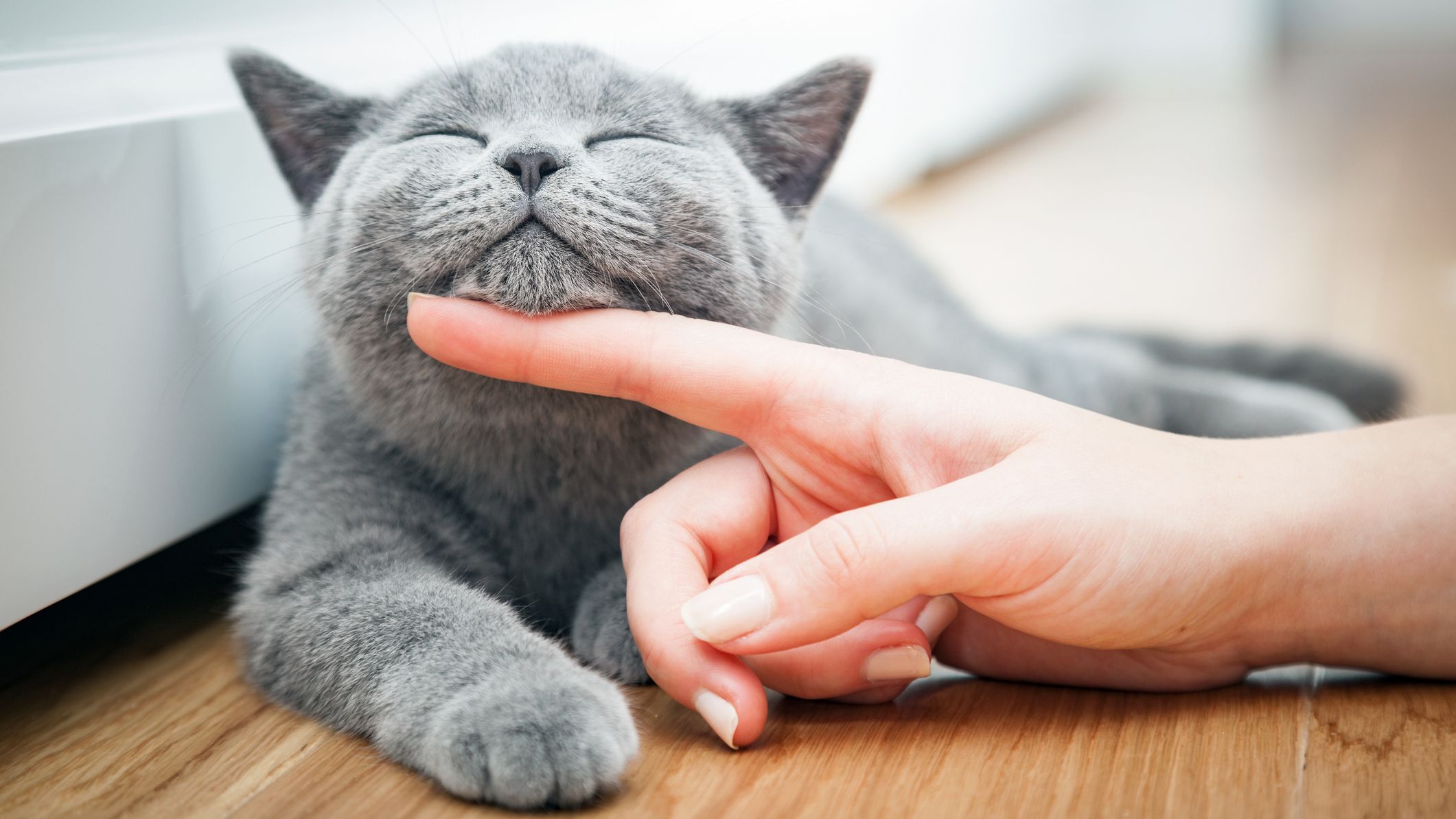 10 Science Backed Tips For Getting A Cat To Like You Mental Floss