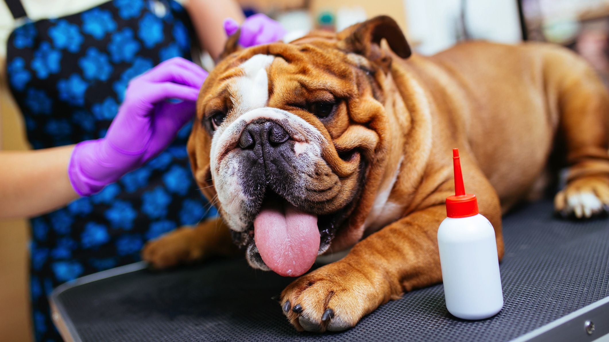 How To Clean Your Dog S Ears And How Often You Should Be Doing It Mental Floss