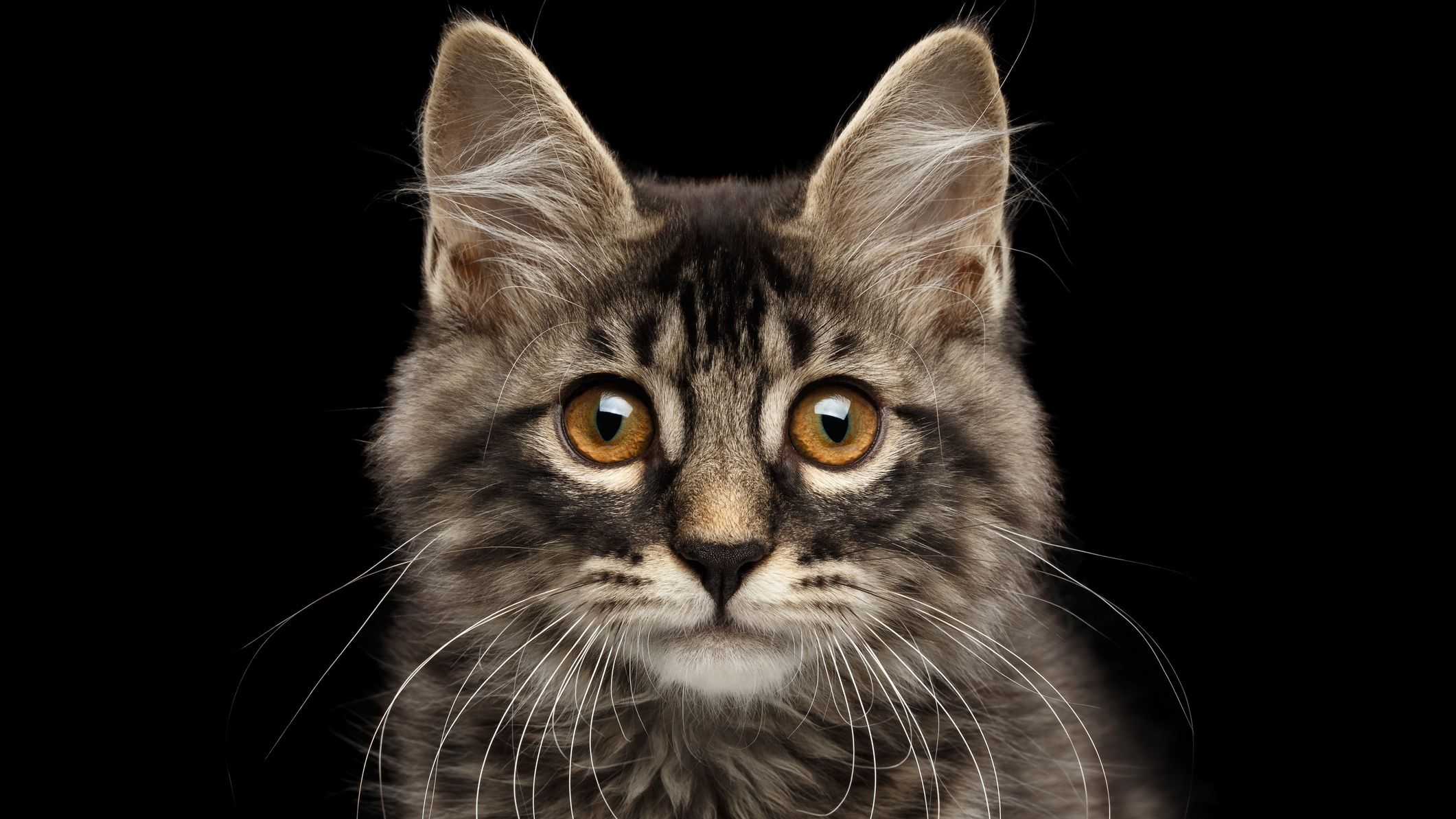 creepy facts about cats
