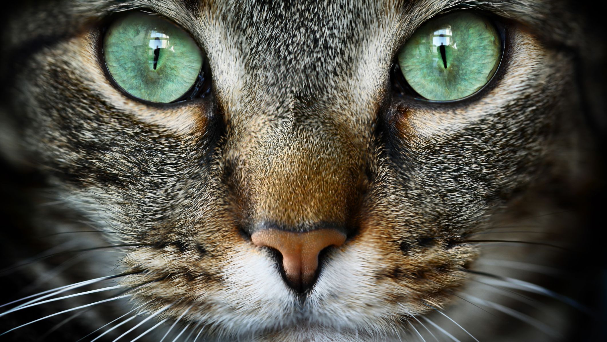 iStock.com/nico_blue