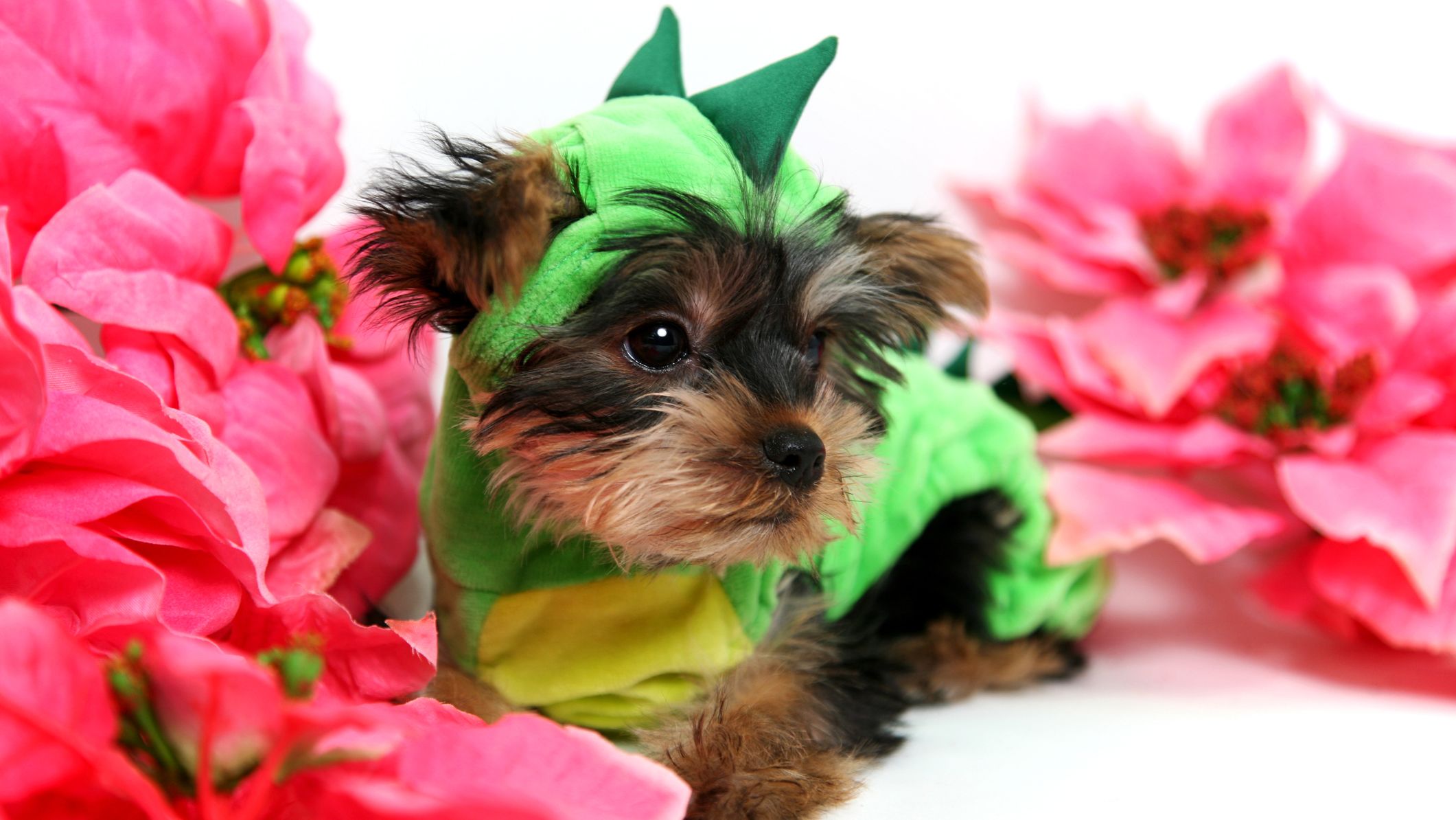 The 10 Most Popular Game of ThronesRelated Pet Names Mental Floss