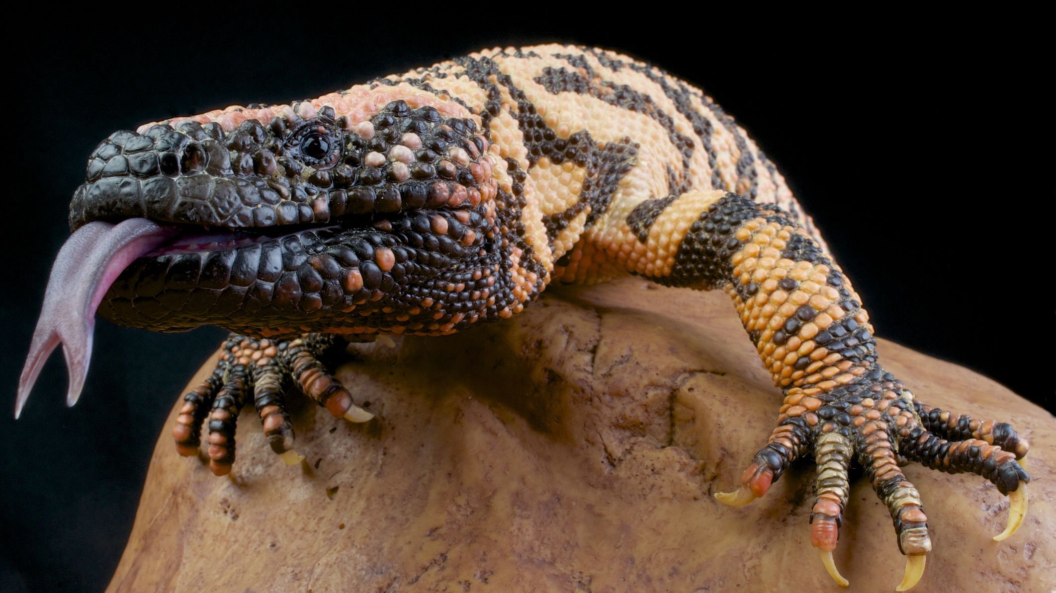 Can You Guess Whether or Not the Animal Is Venomous? | Mental Floss