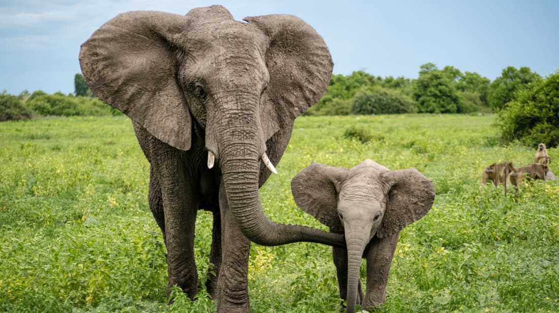 Elephant List - elefant adult links - Elephant List. Free Videos Dump.