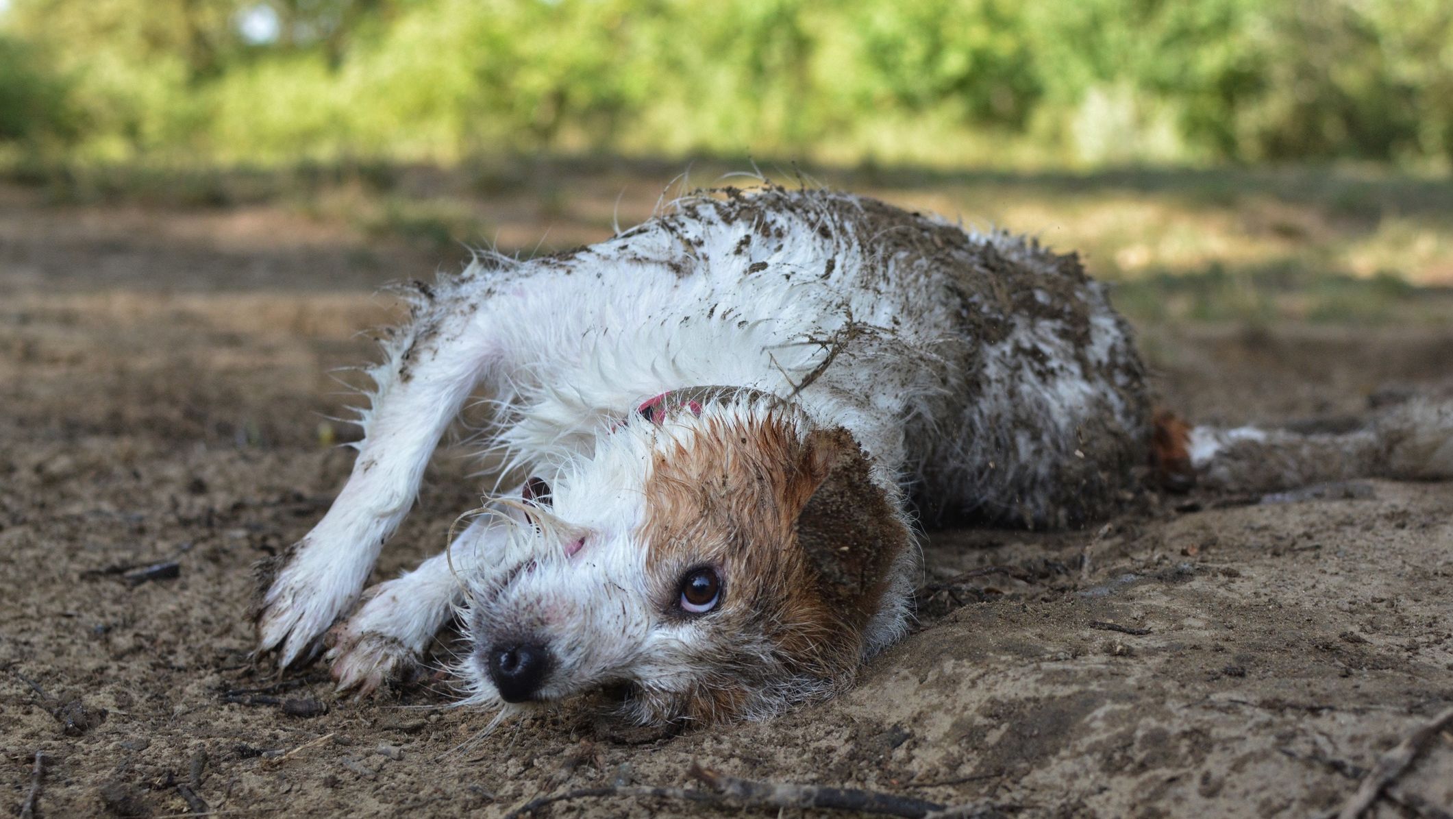 Why Do Dogs Like To Roll Around In Dirty Things Mental Floss