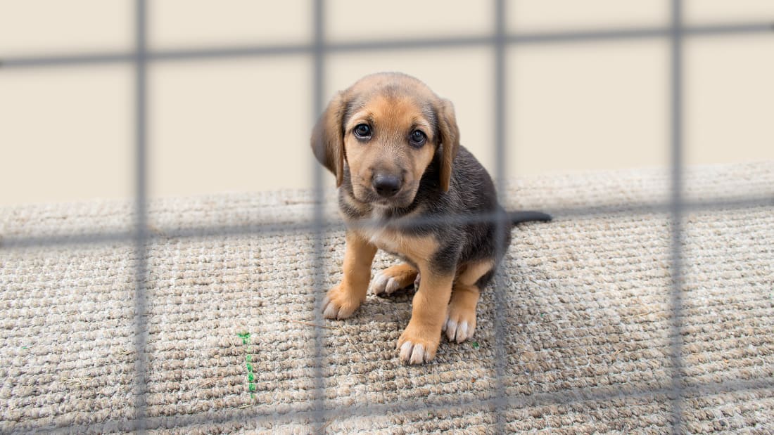 rescue puppies