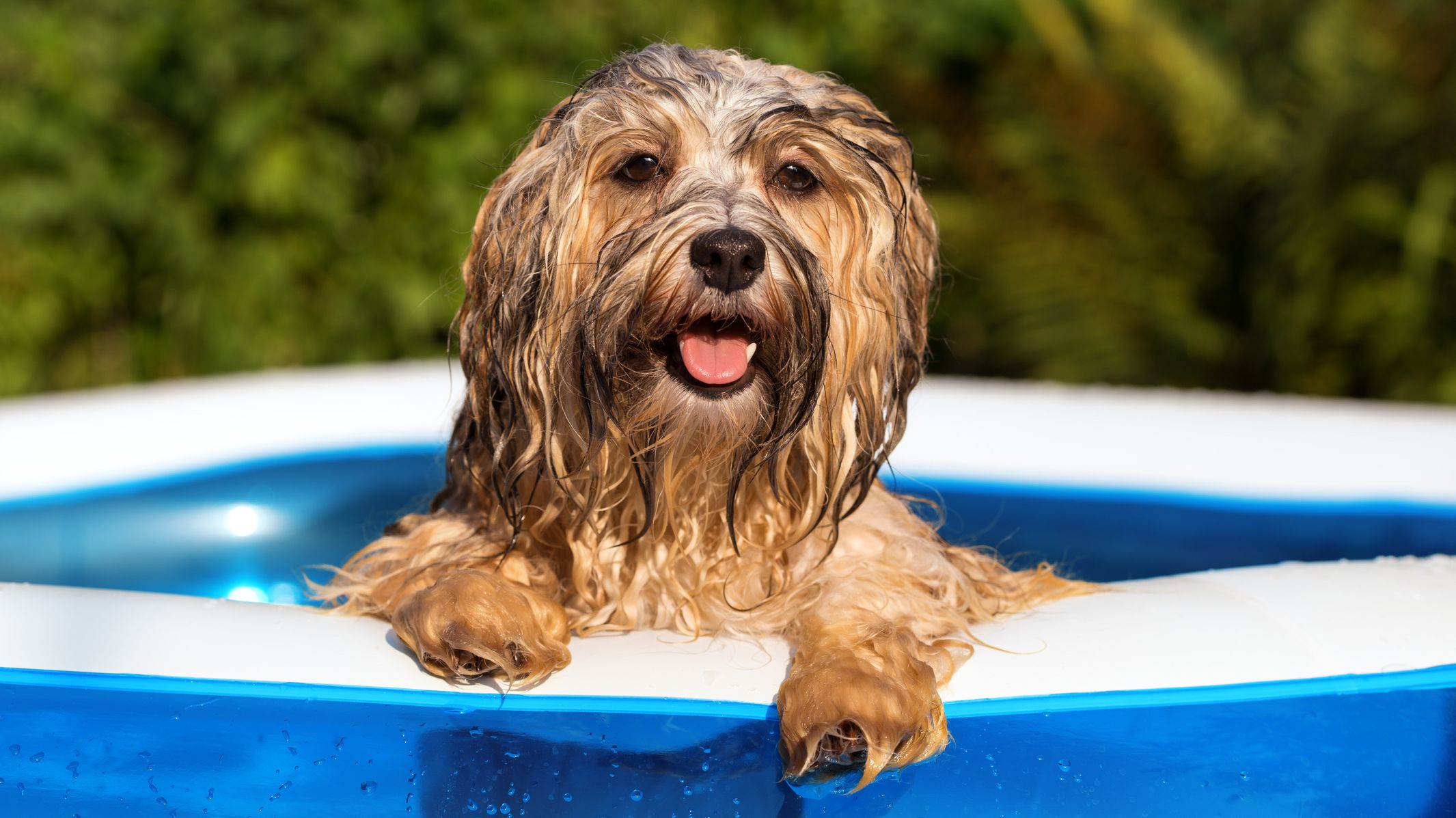 Get Wallpaper When Are The Dog Days Of Summer Mental Floss Free HD