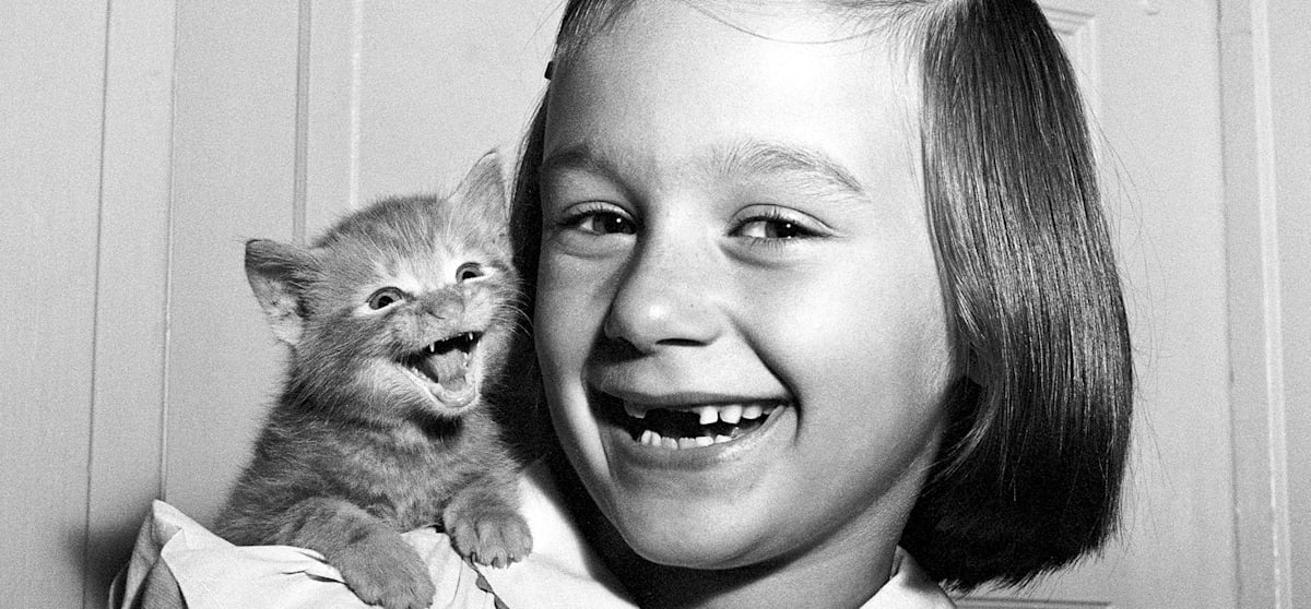 8 Delightful Portraits Of Cats Mental Floss
