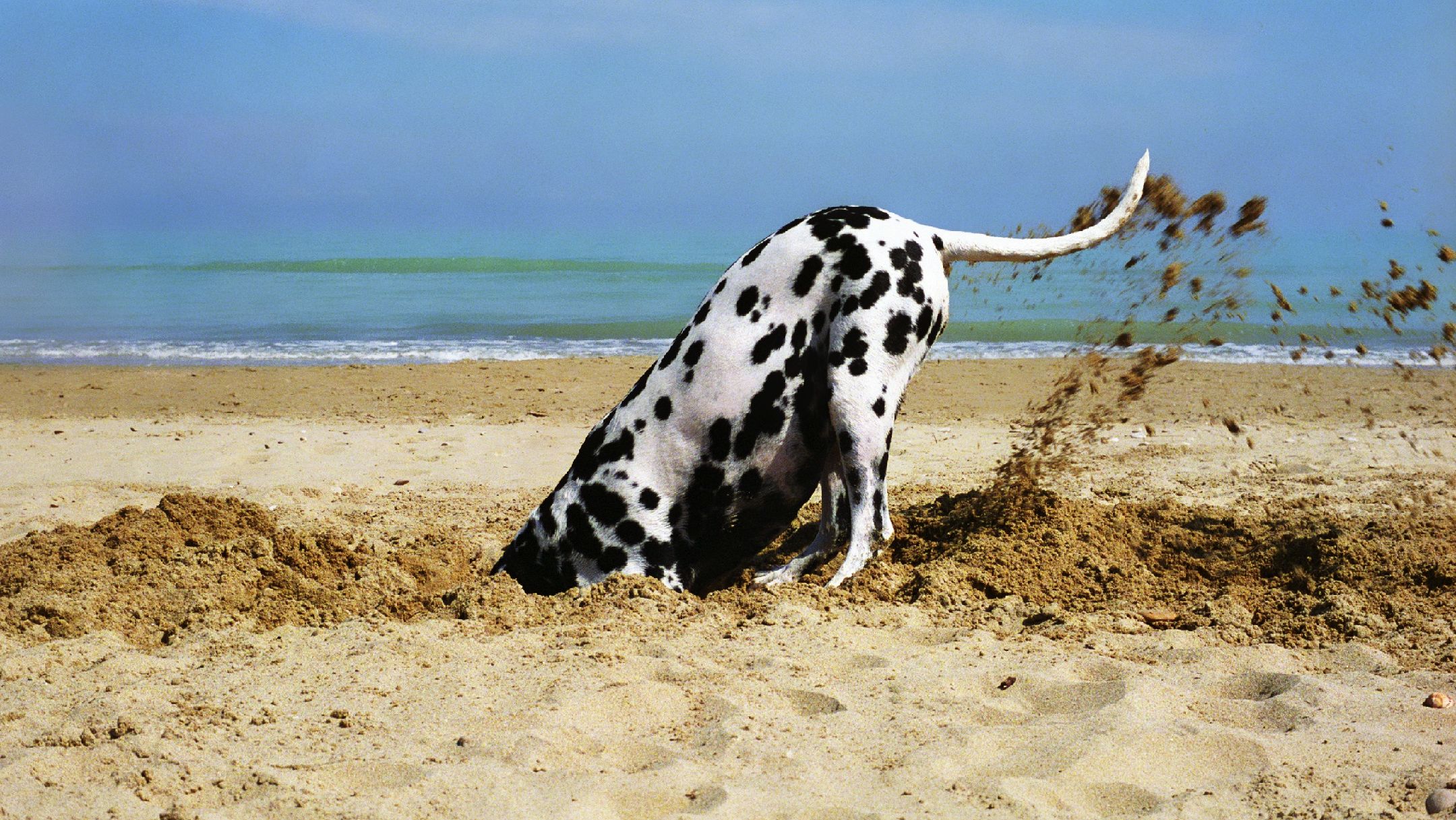 dog keeps digging out of yard