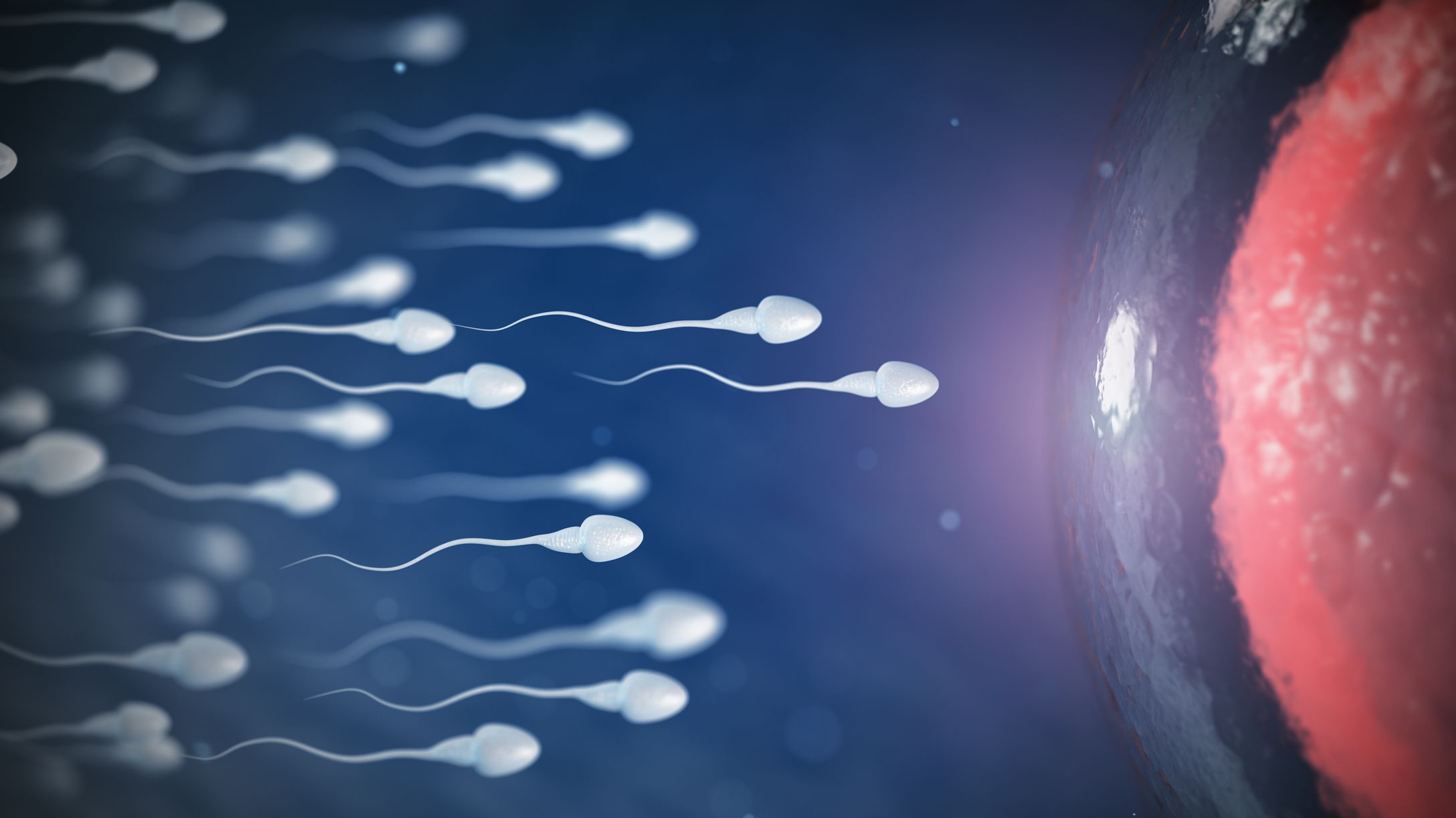 Sperm Warfare (Or Why it Takes 1 Billion Sperm to Make One Zygote ...