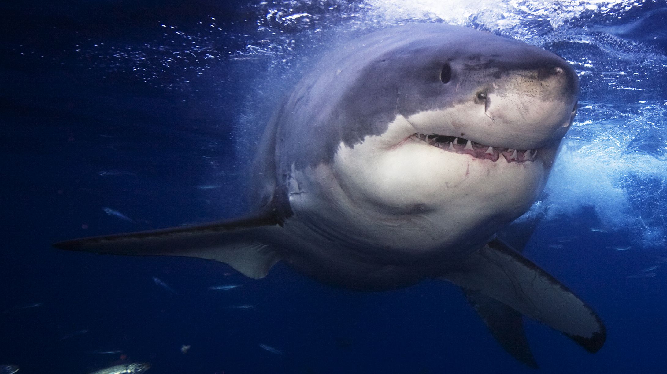 Great White Sharks May Have Led to Megalodons' Extinction | Mental Floss
