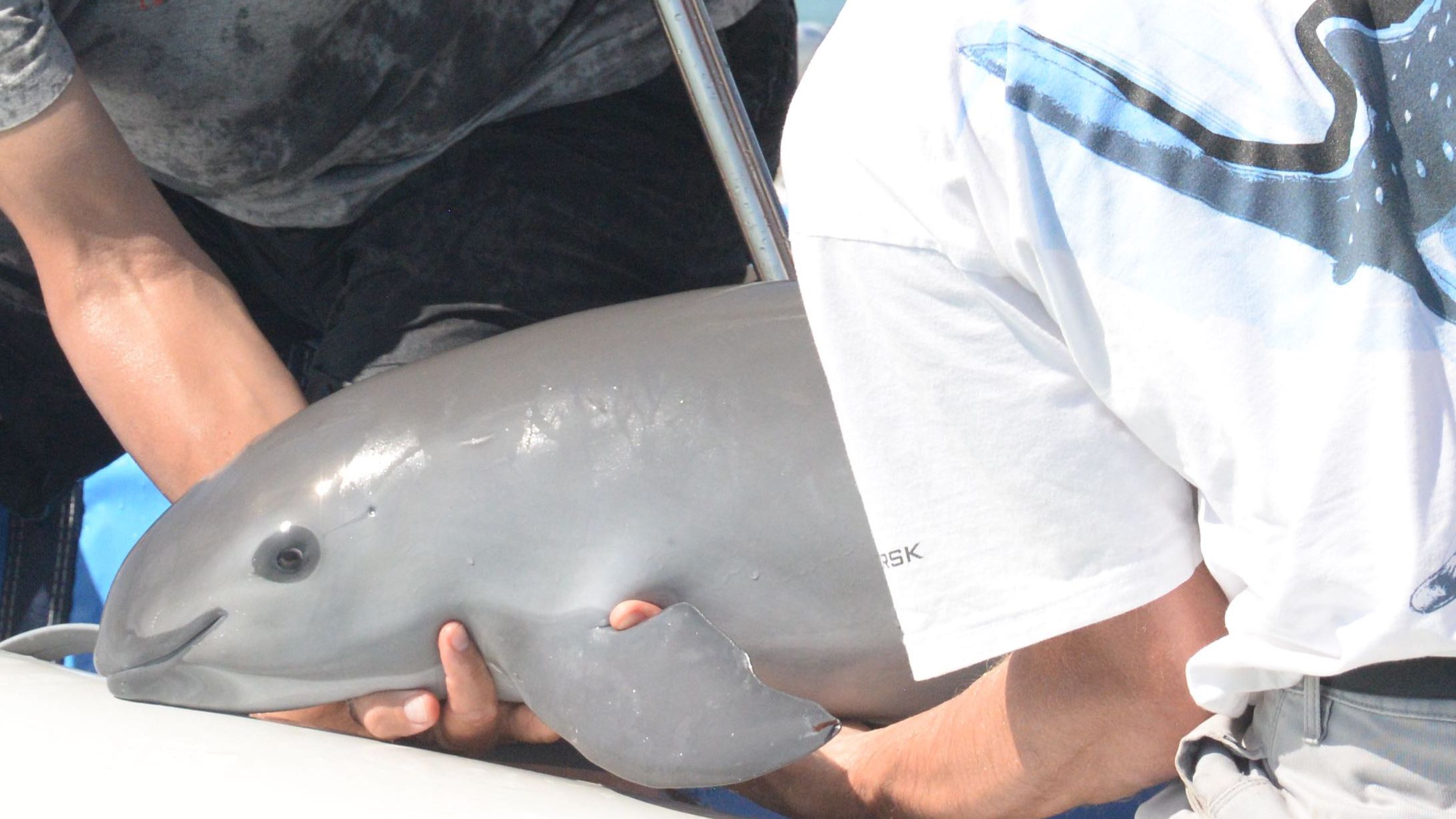 11 Facts About the Vaquita, The World's Most Endangered Porpoise