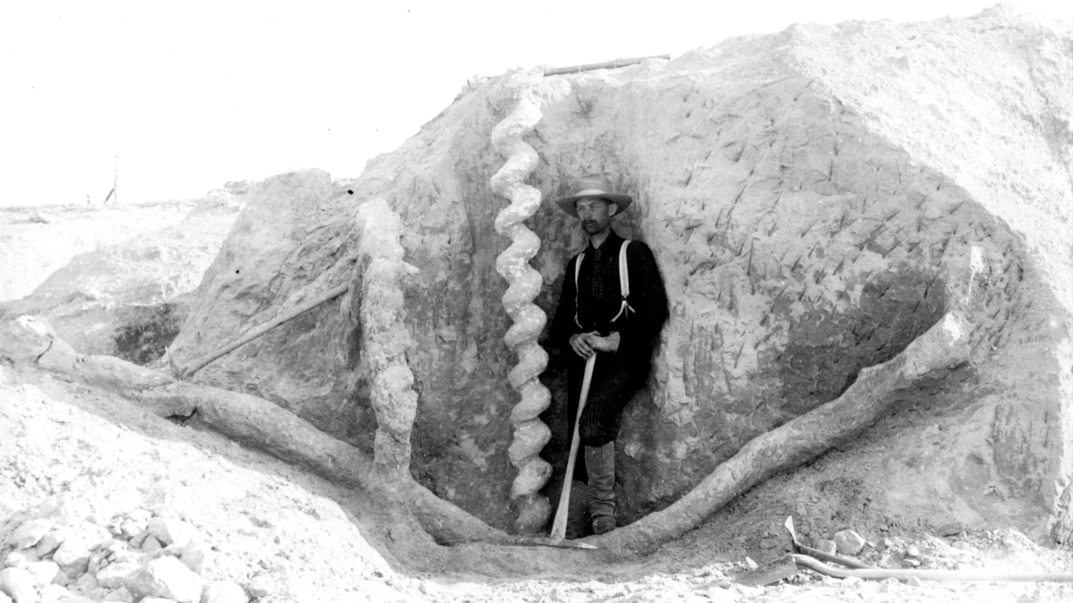The Mysterious Origin of Nebraska's "Devil's Corkscrew" Fossils Mental Floss