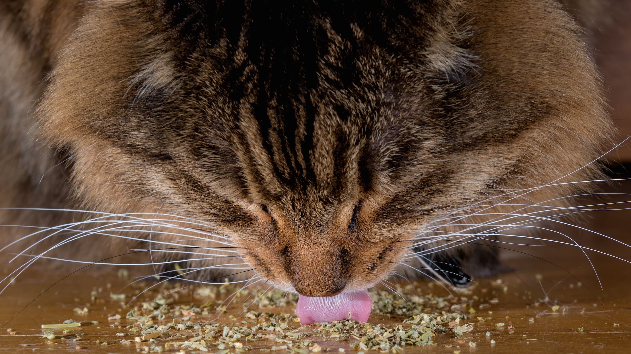 How Does Catnip Work Mental Floss