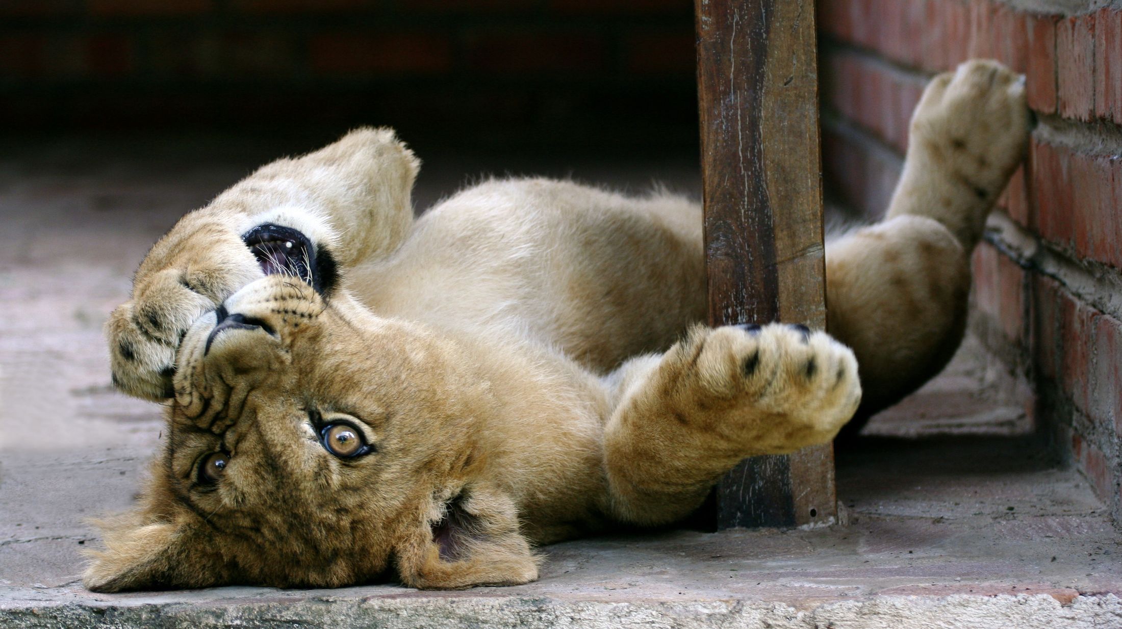 Do Big Cats Love Catnip, Too? Mental Floss
