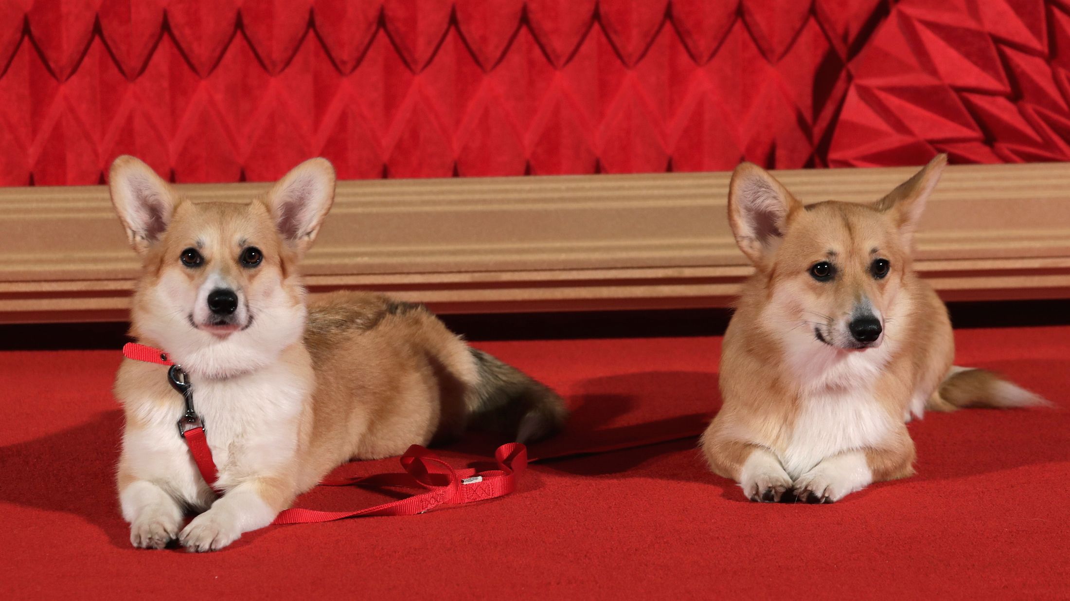 the queen's corgi netflix