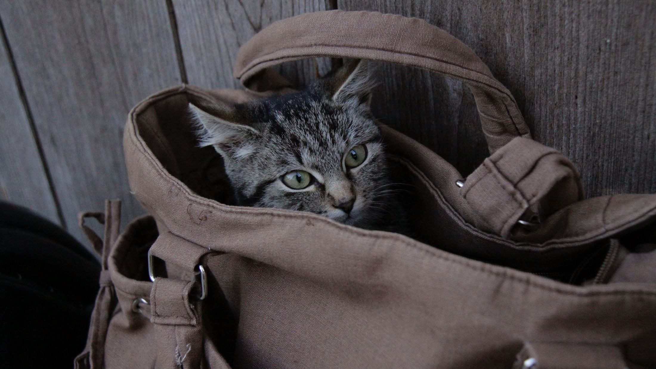 Cat in the bag ez zip clearance
