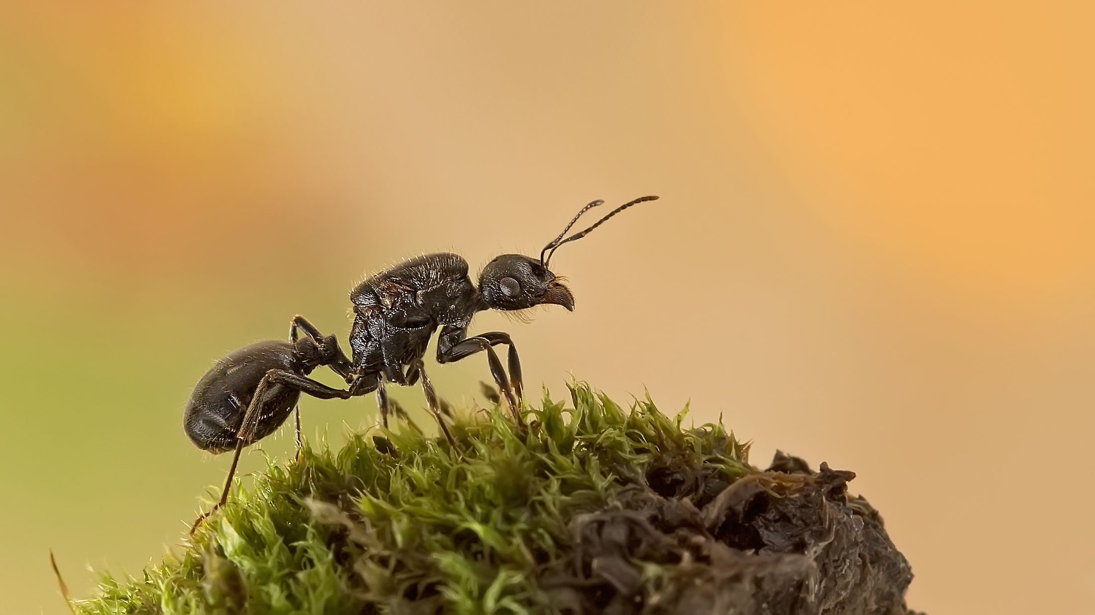 Why Do Ants Die After the Queen Dies? Mental Floss