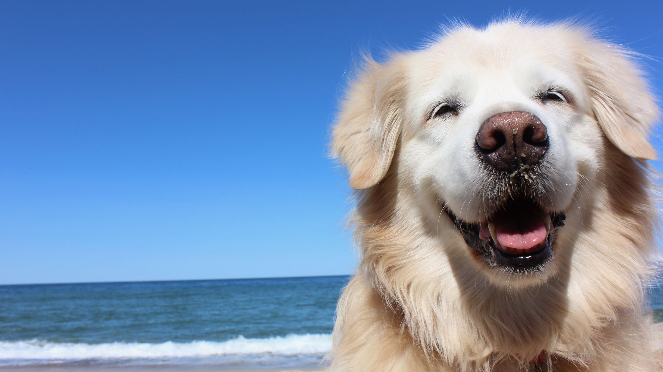 Meet 6 of the World's Smartest Dog Breeds Mental Floss
