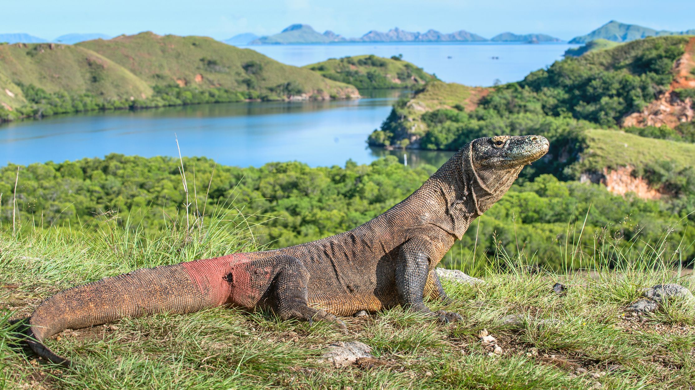 9 Amazing Facts About Komodo Dragons | Mental Floss